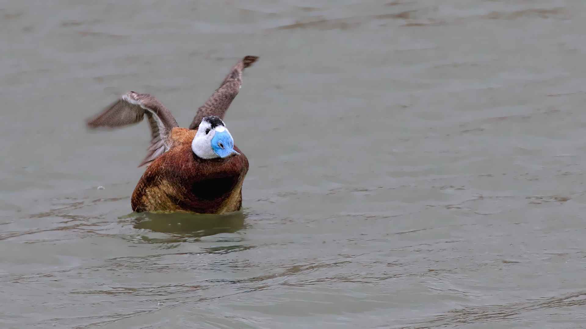 Dikkuyruk