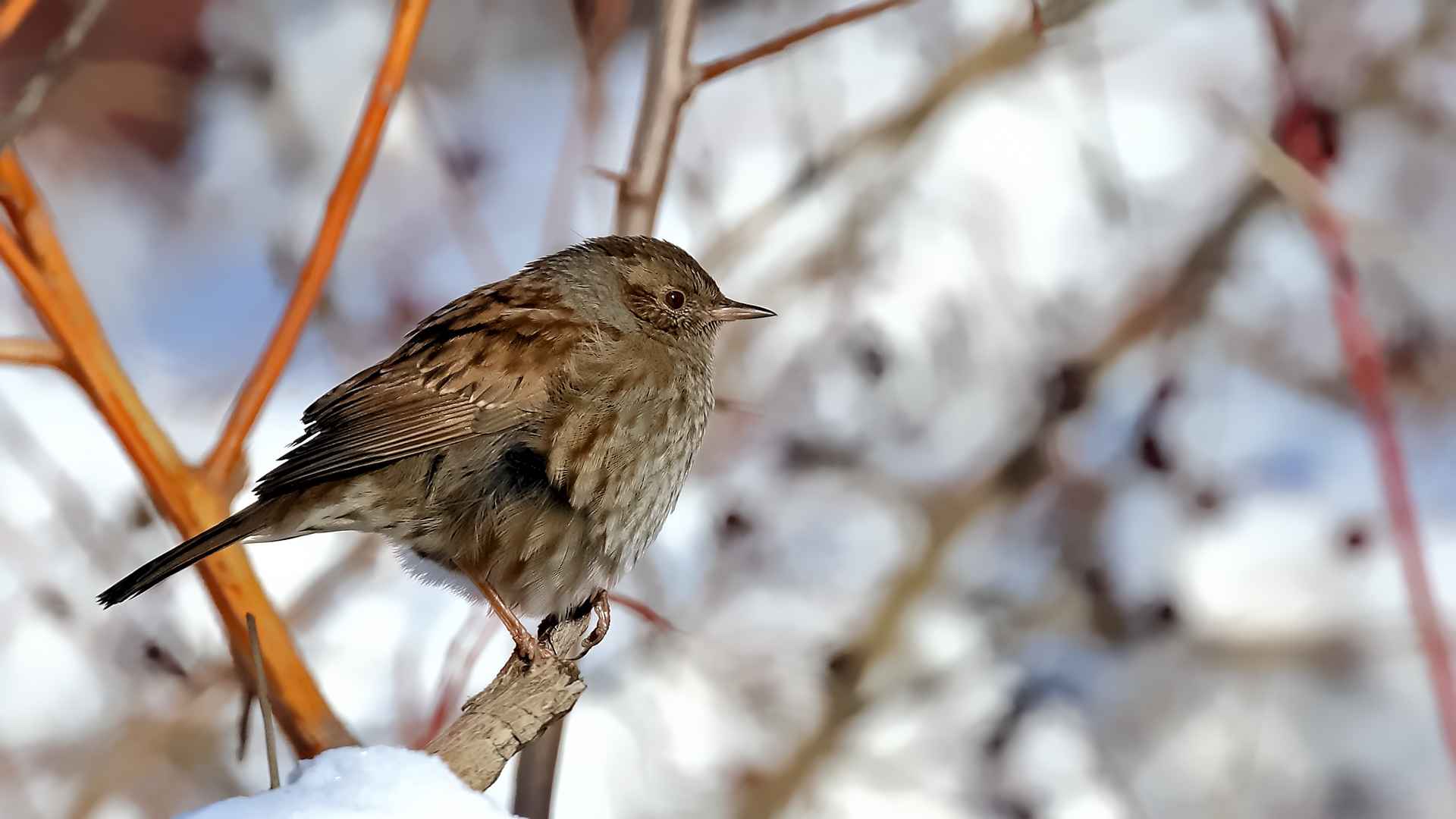 Dunnock