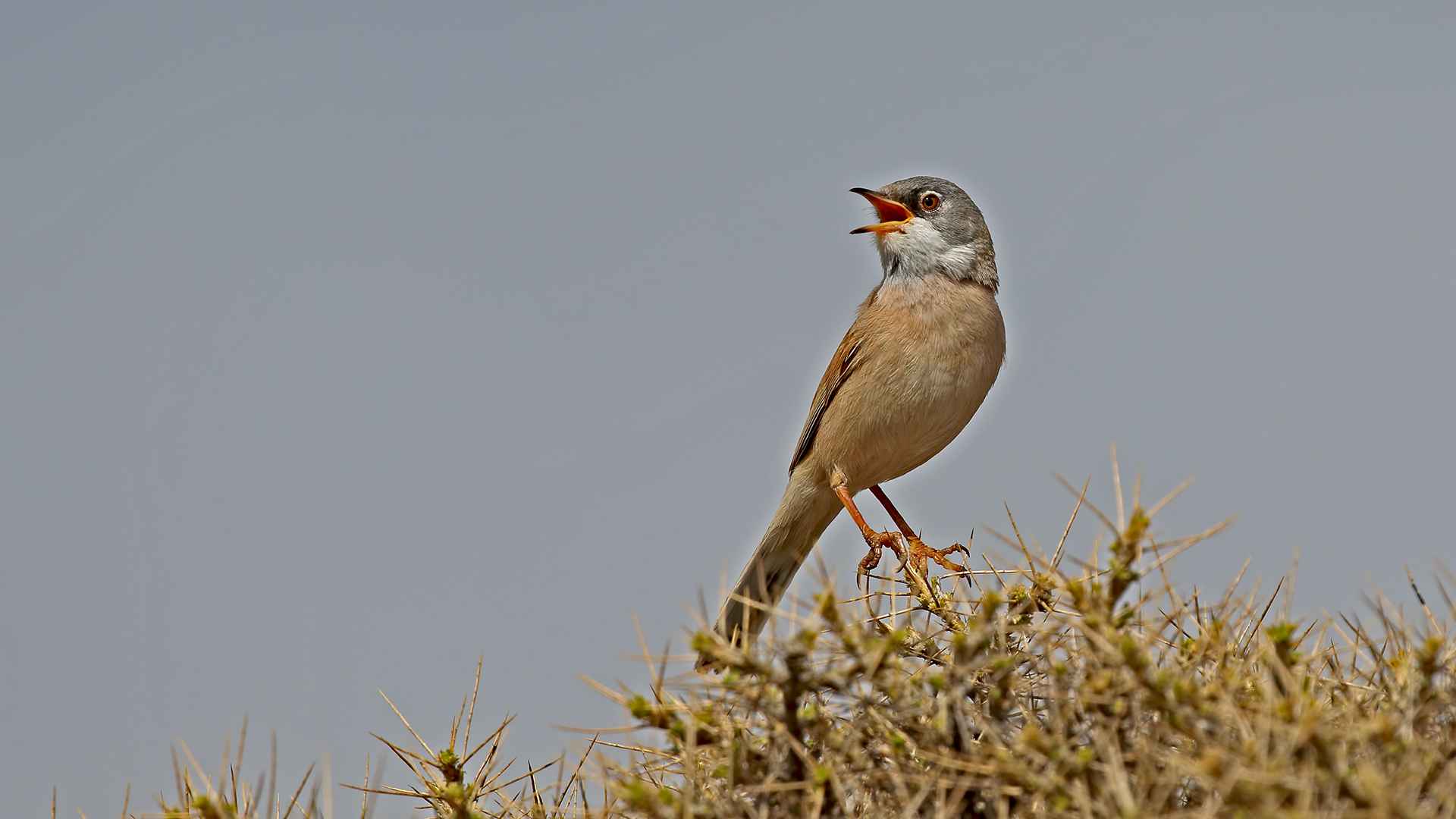 Spectacled Warbler