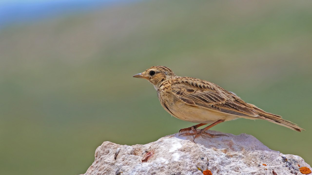 Arazi fotoğrafı