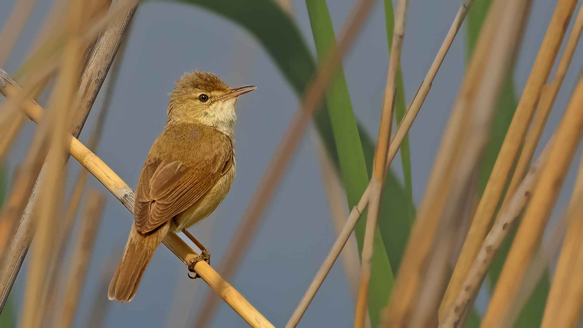 Eurasian Reed Warbler