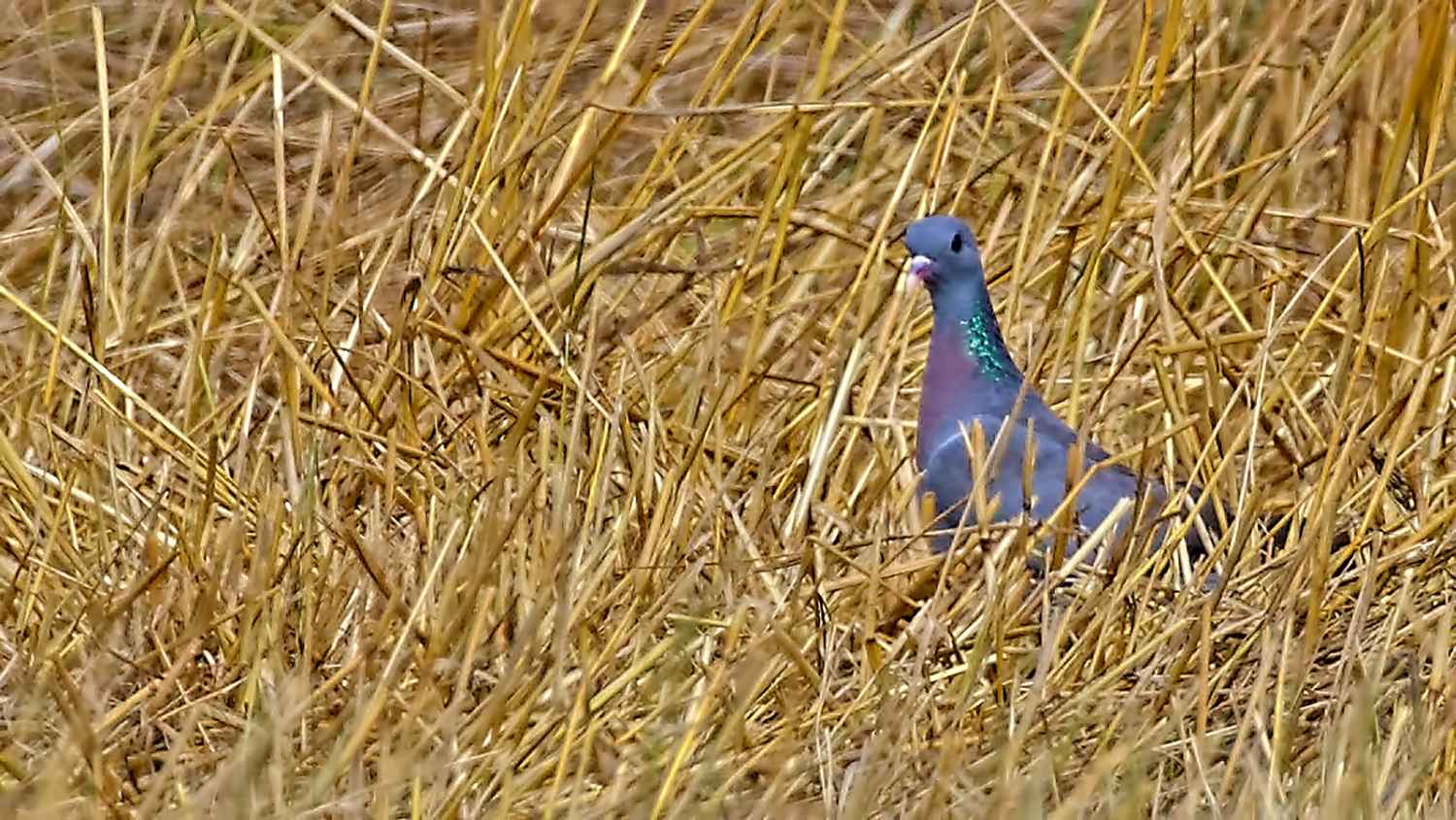 Stock Dove