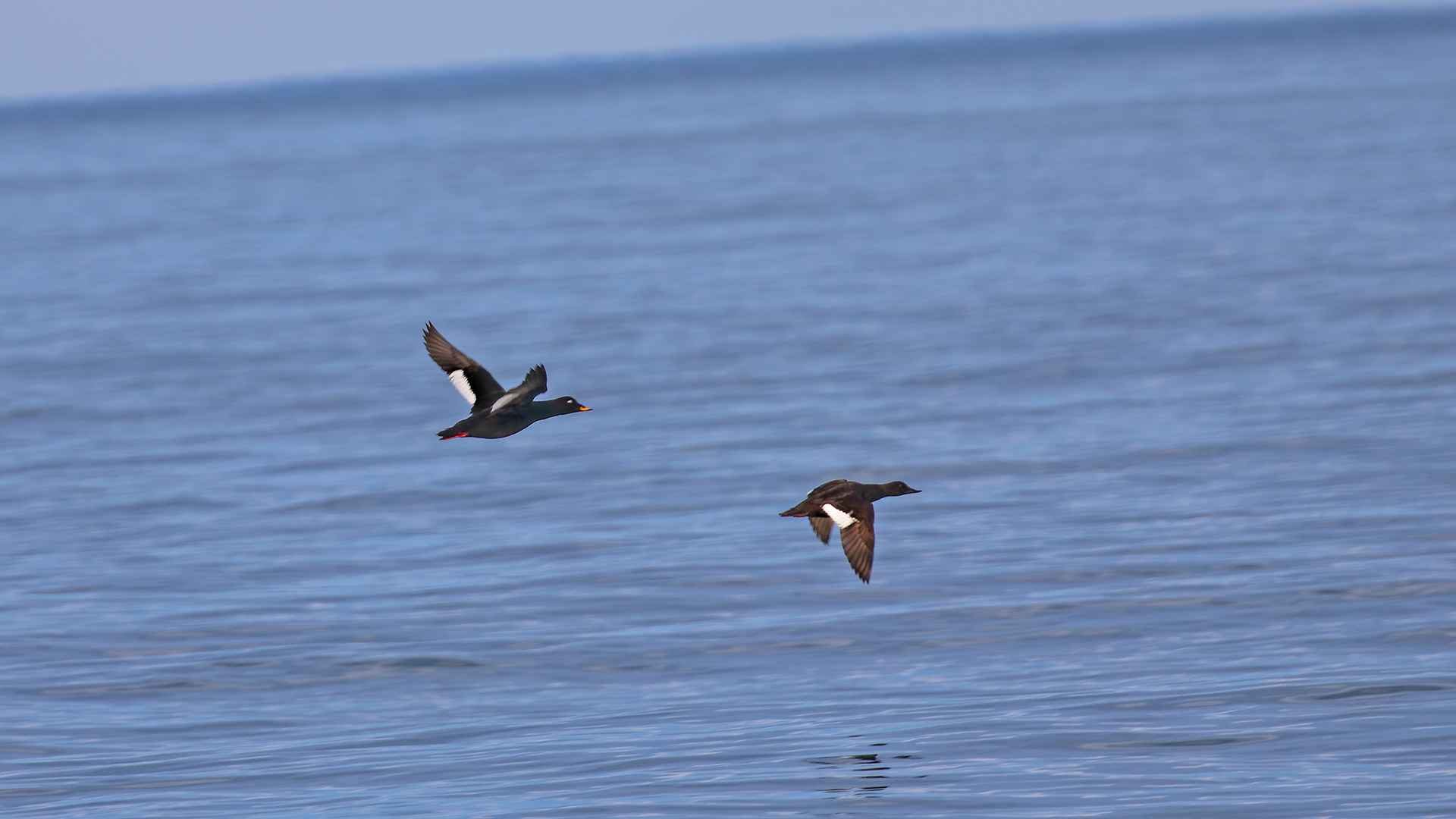 Velvet Scoter