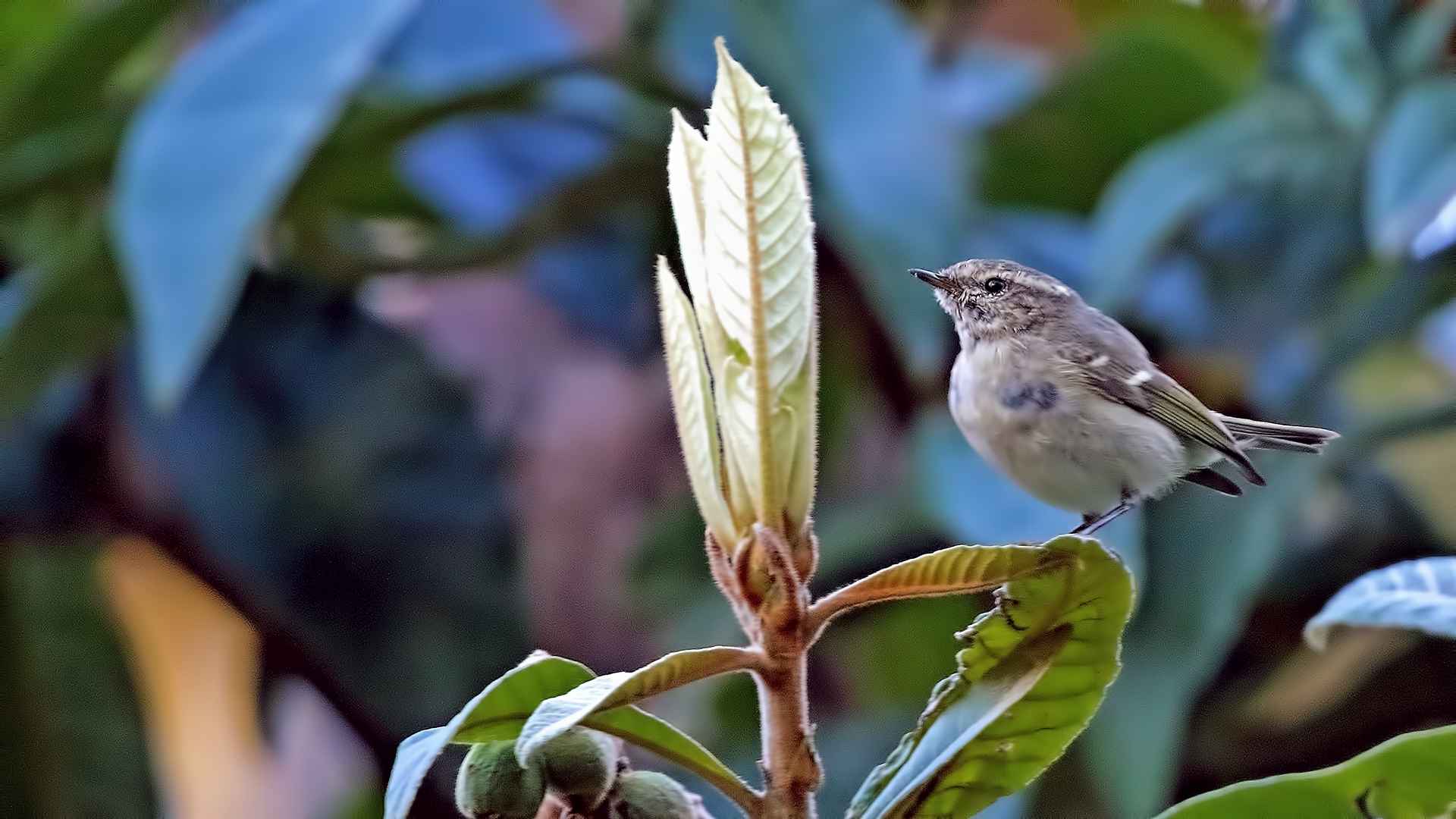 Hume's Warbler