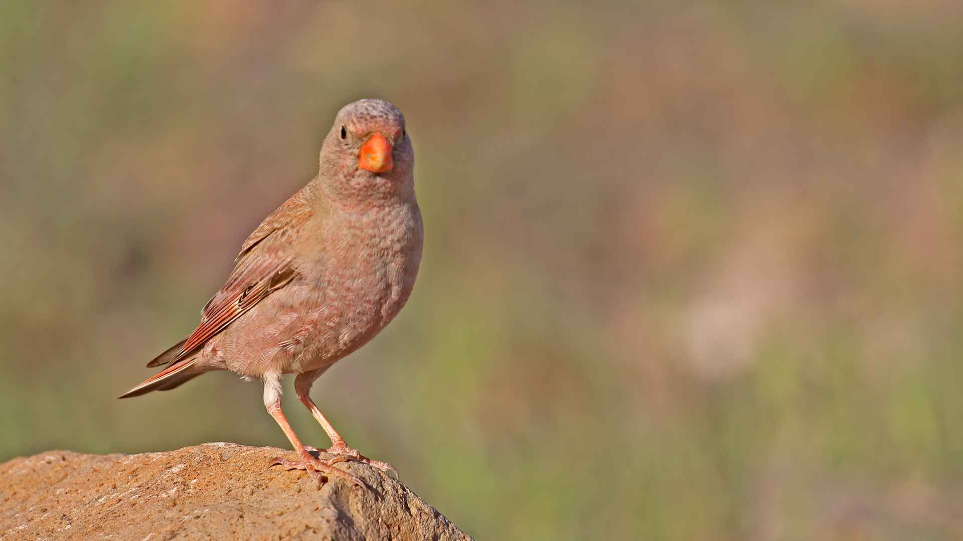 Trumpeter Finch