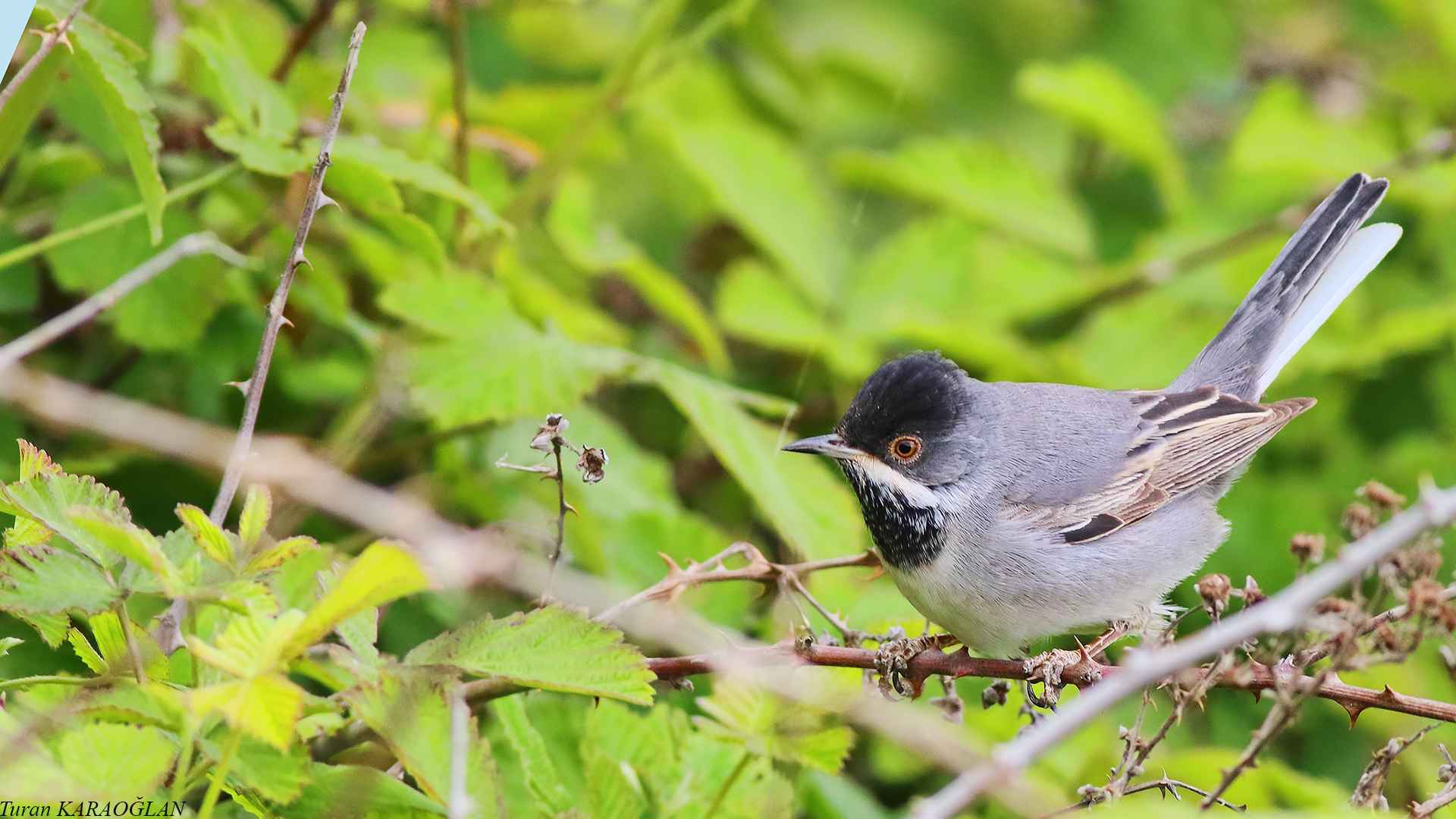 Rüppell's Warbler