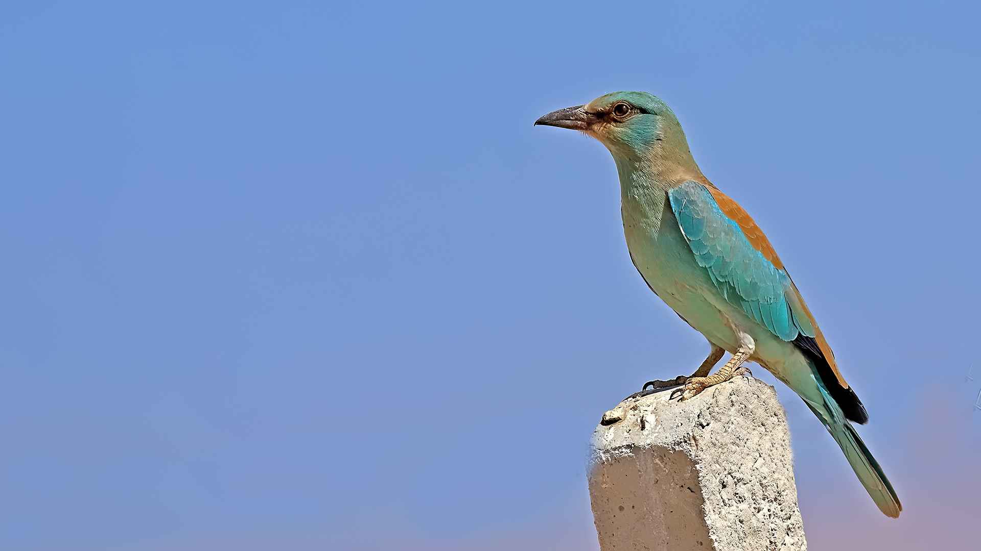 Gökkuzgun