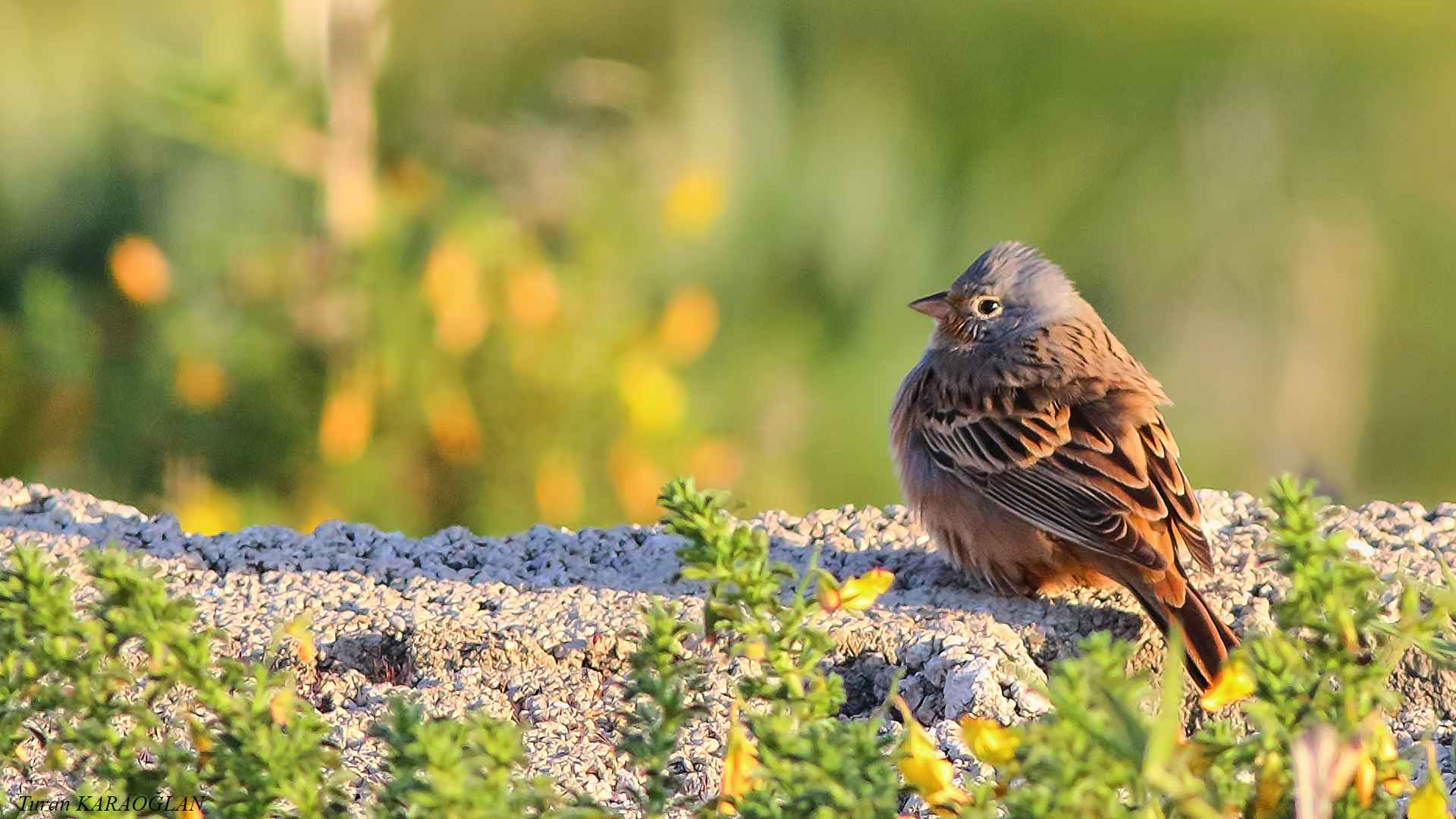 Cretzschmar's Bunting
