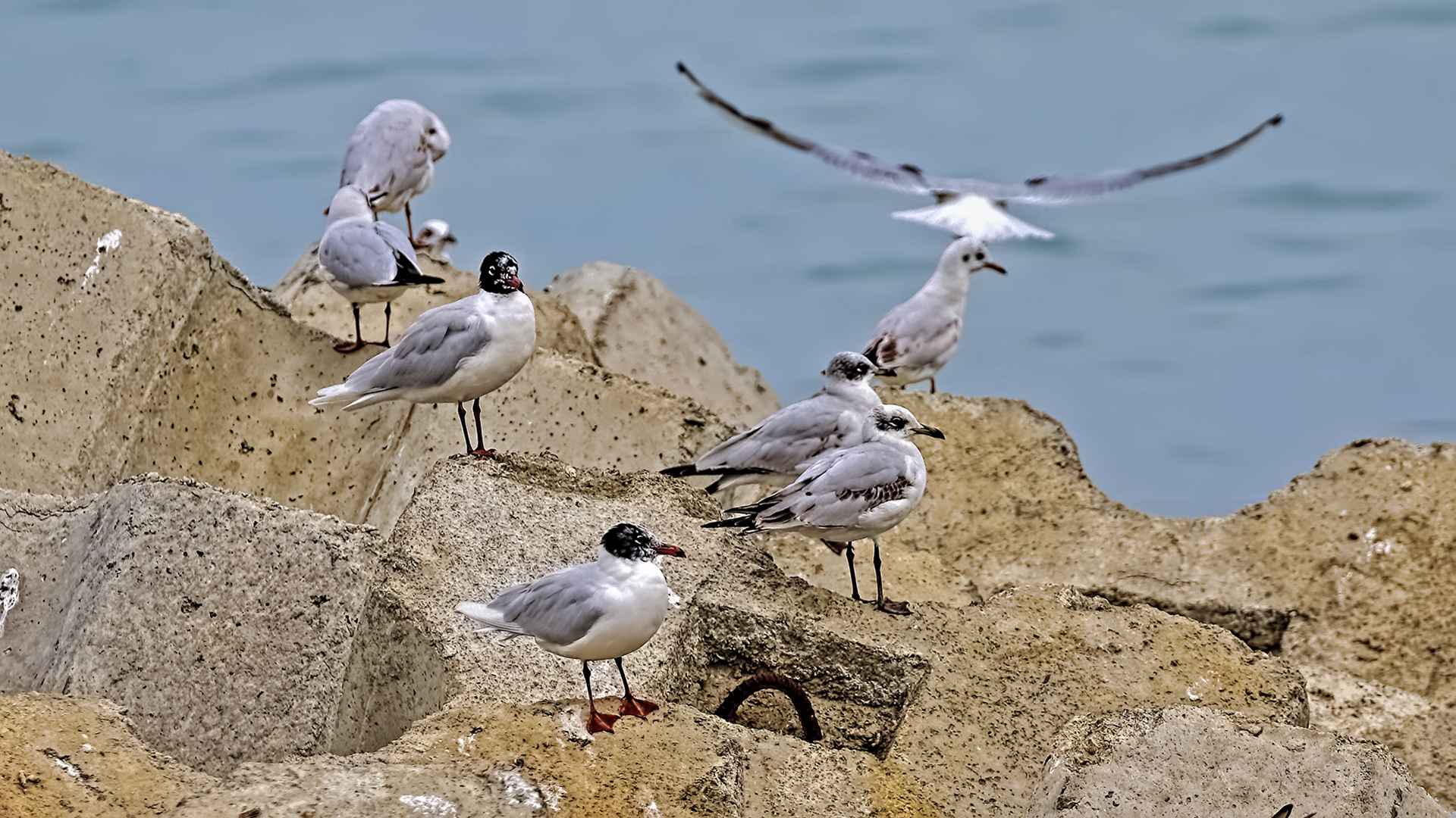 Mediterranean Gull