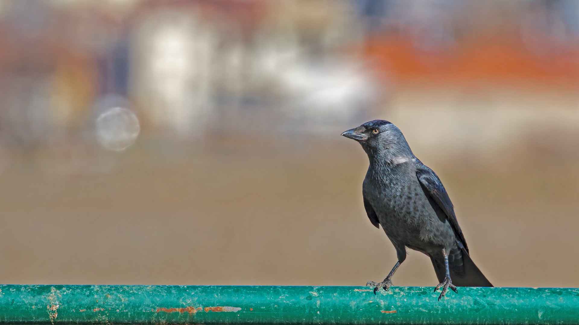 Eurasian Jackdaw