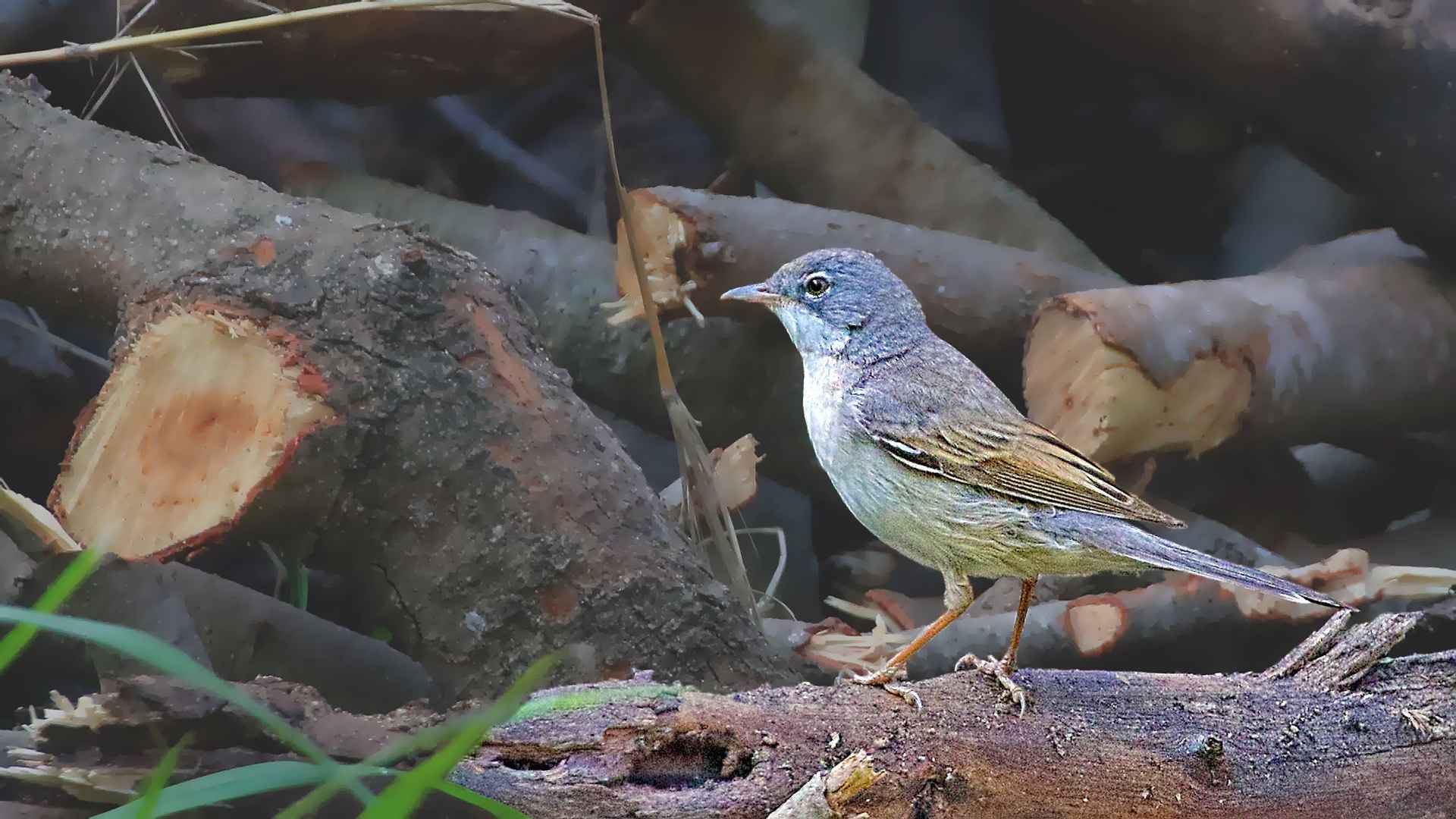 Greater Whitethroat