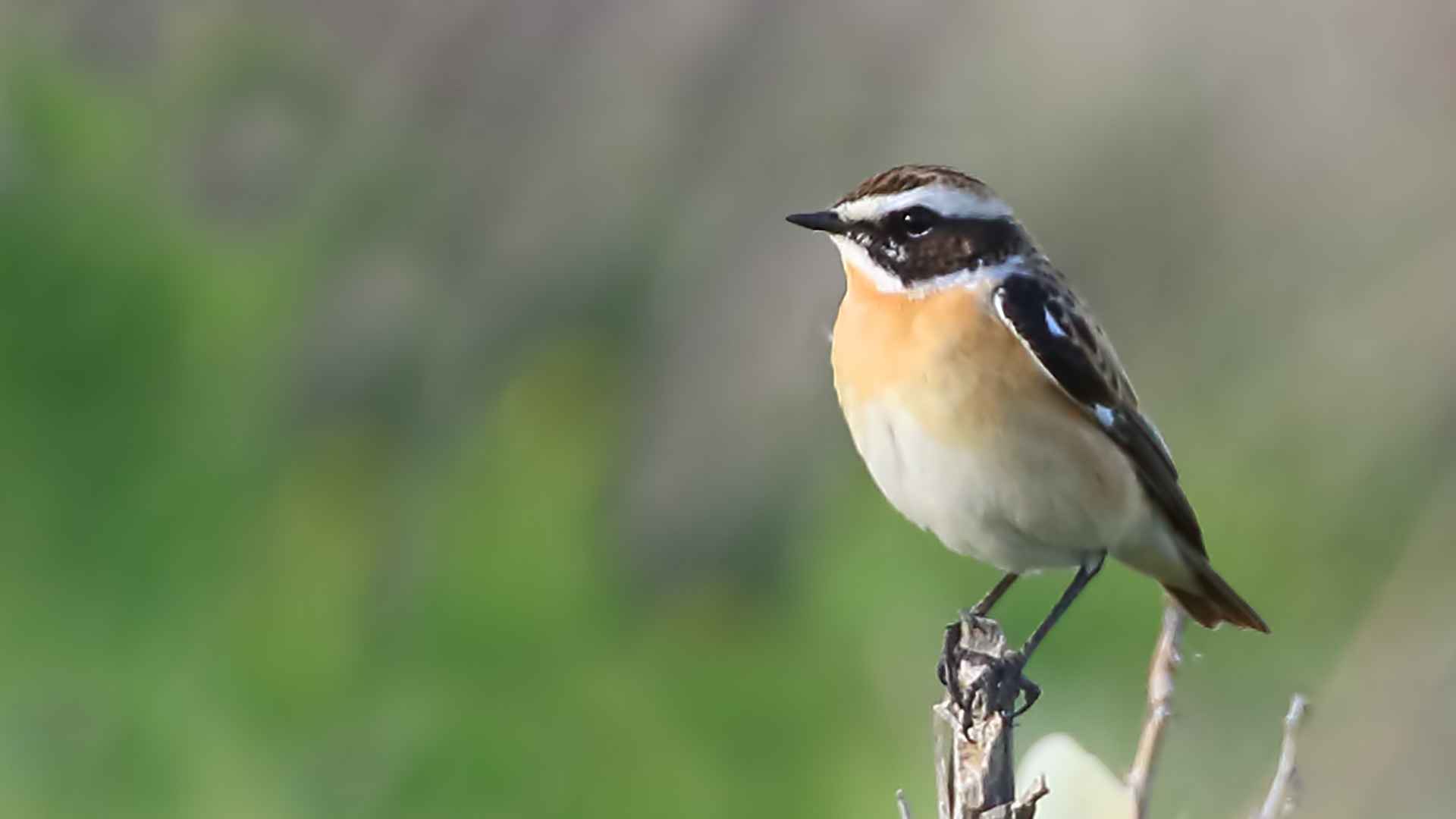 Whinchat