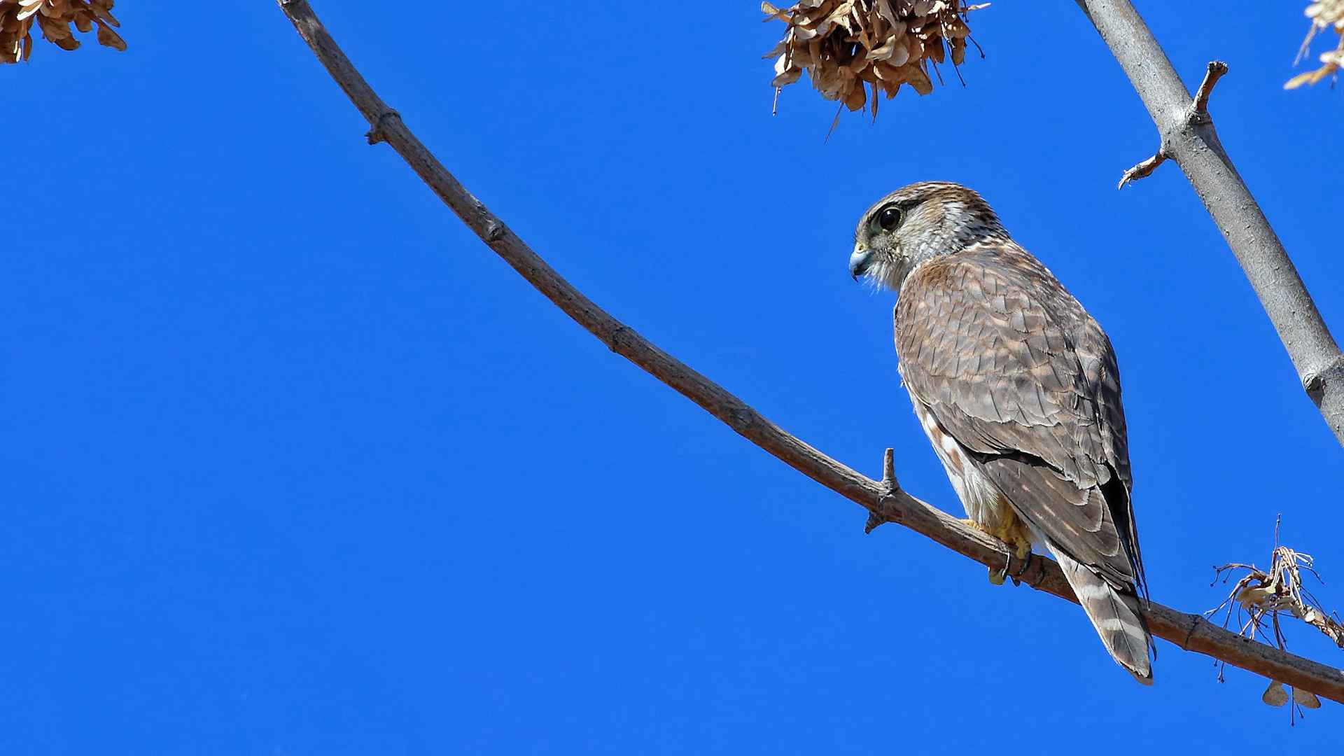Merlin