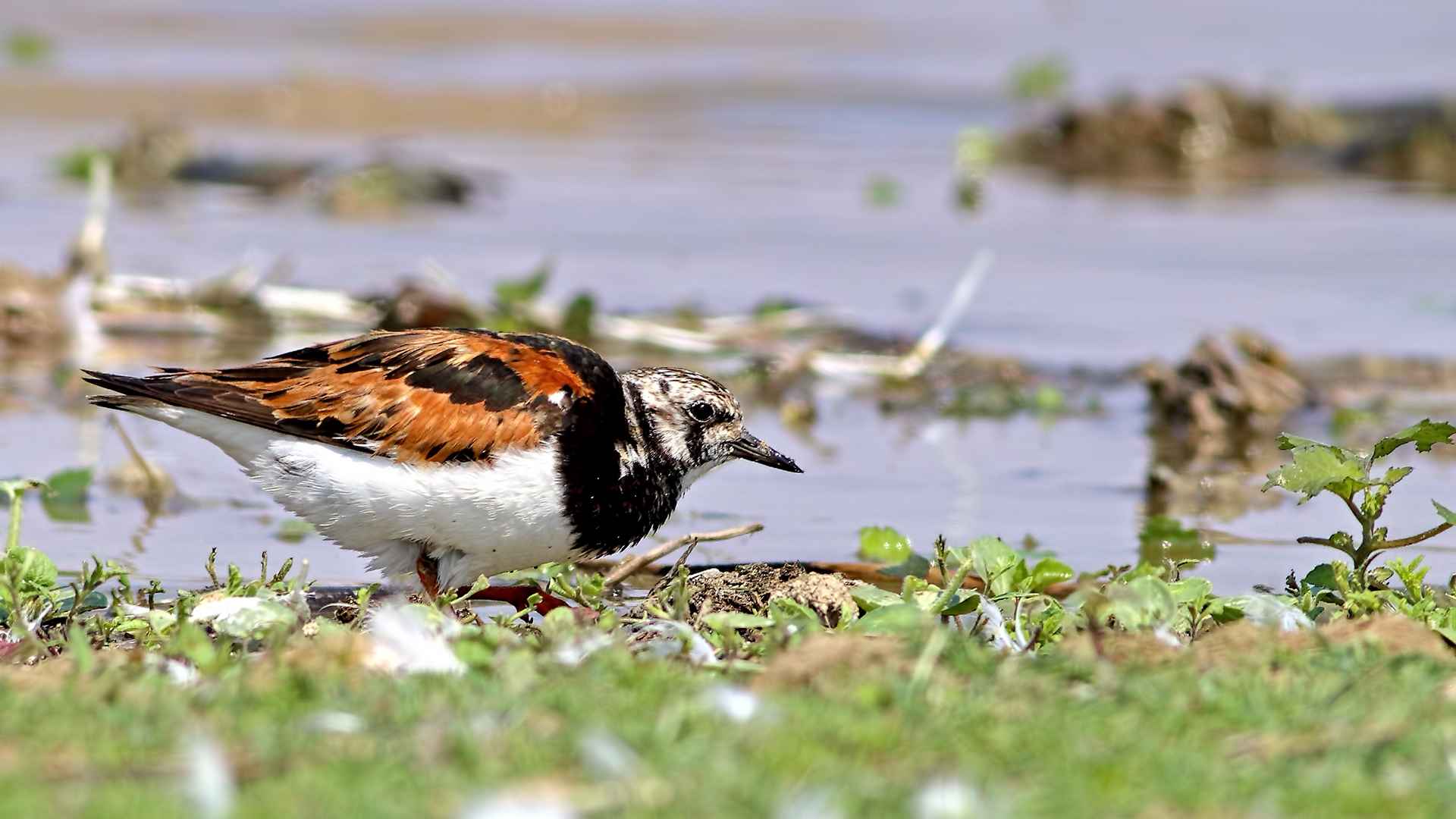 Ruddy Turnstone