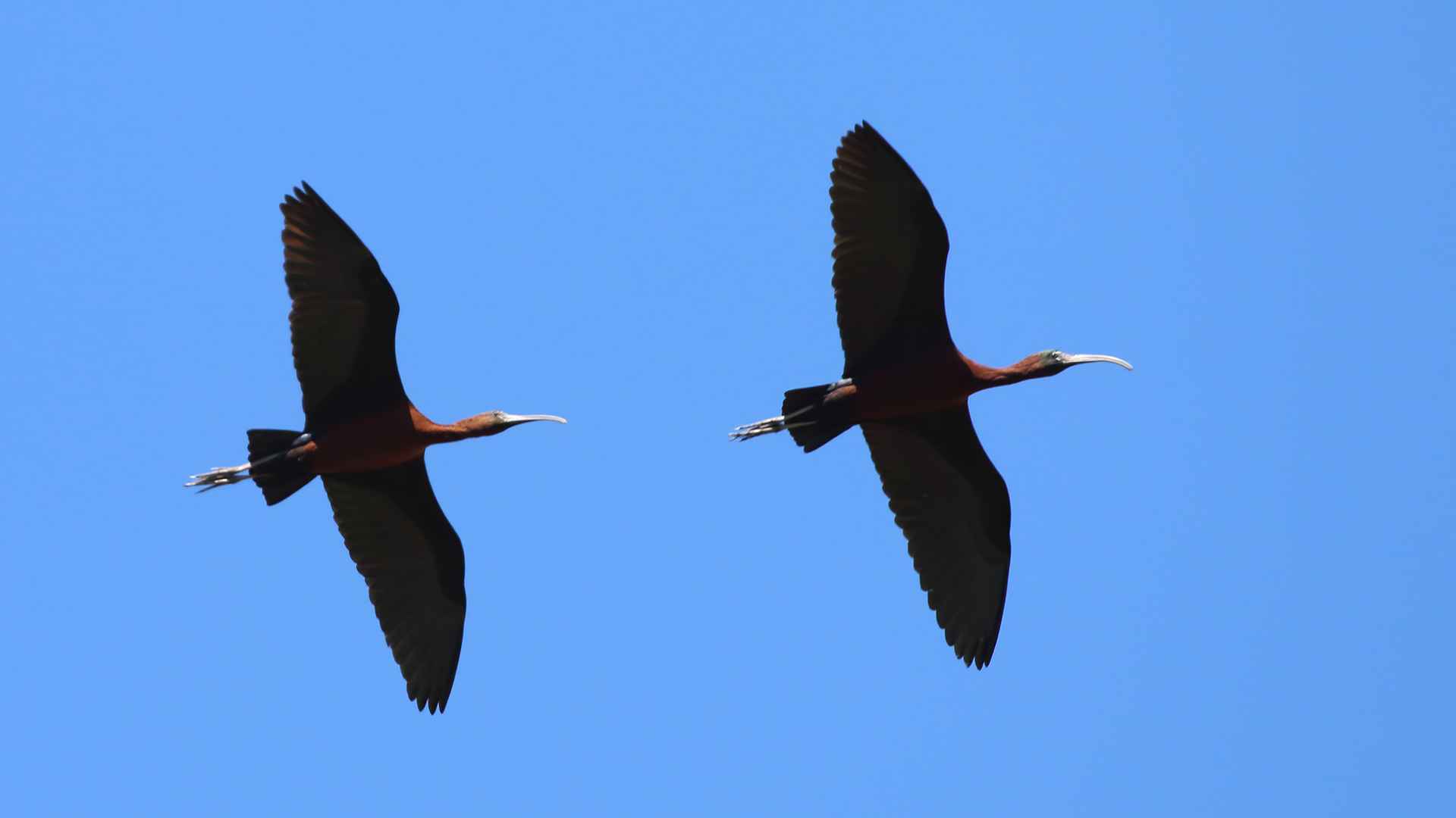 Glossy Ibis