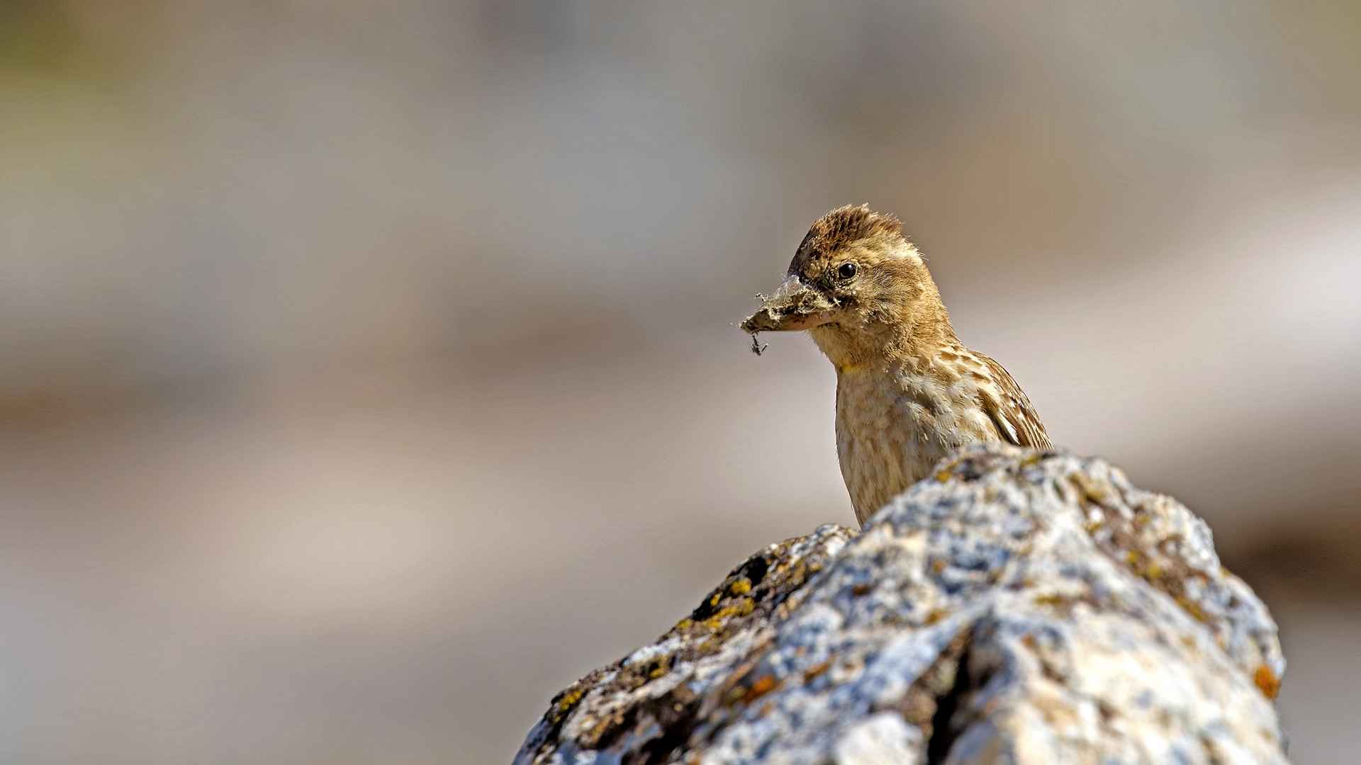 Rock Sparrow