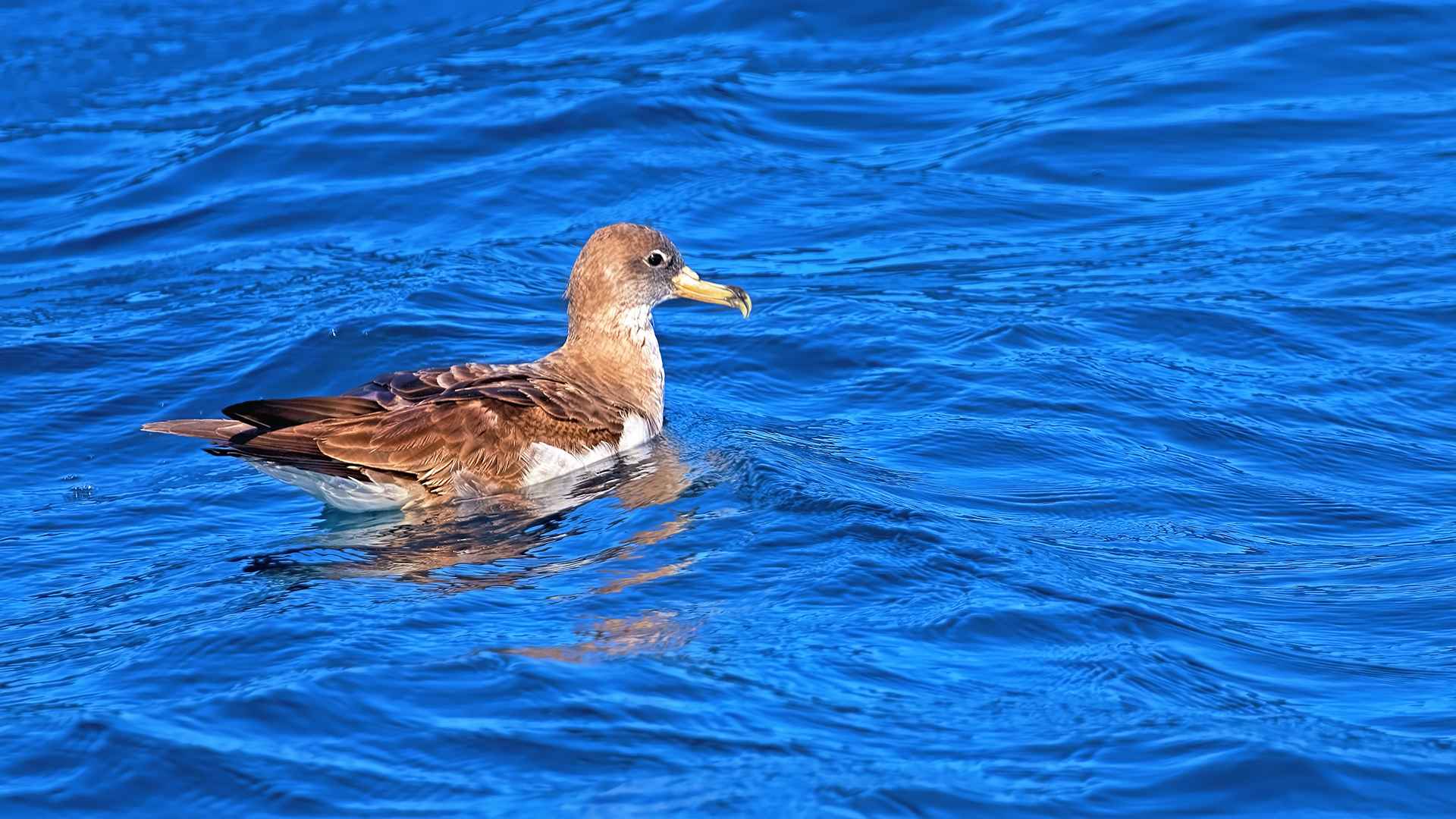 Cory's Shearwater