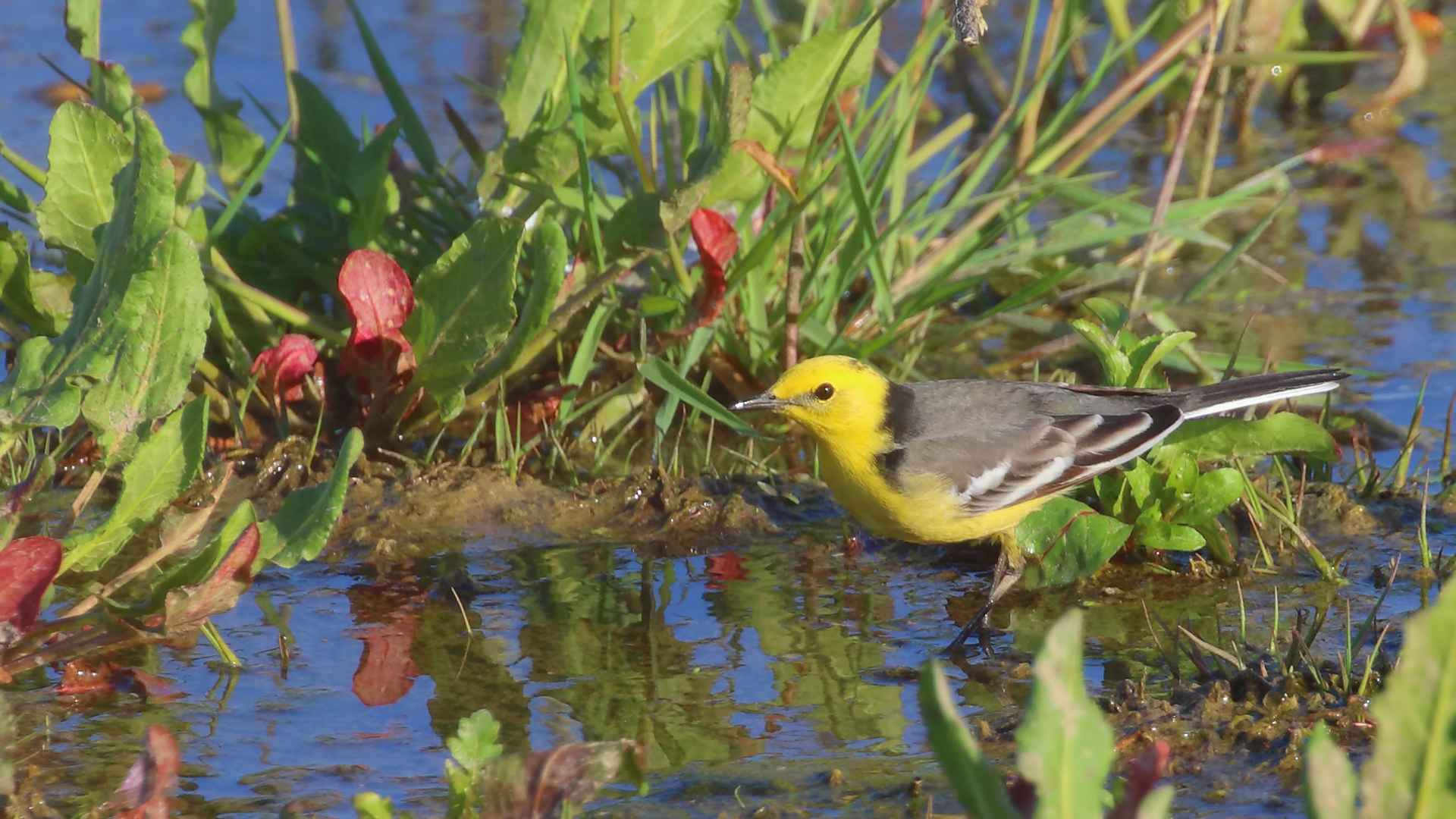 Citrine Wagtail