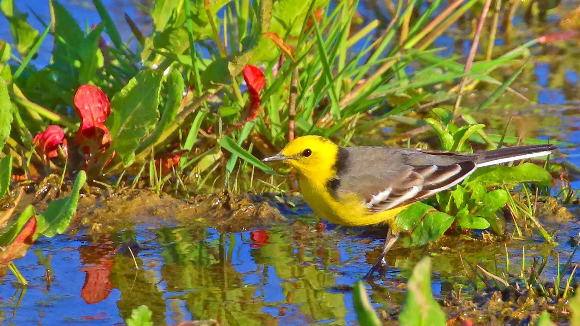 Citrine Wagtail