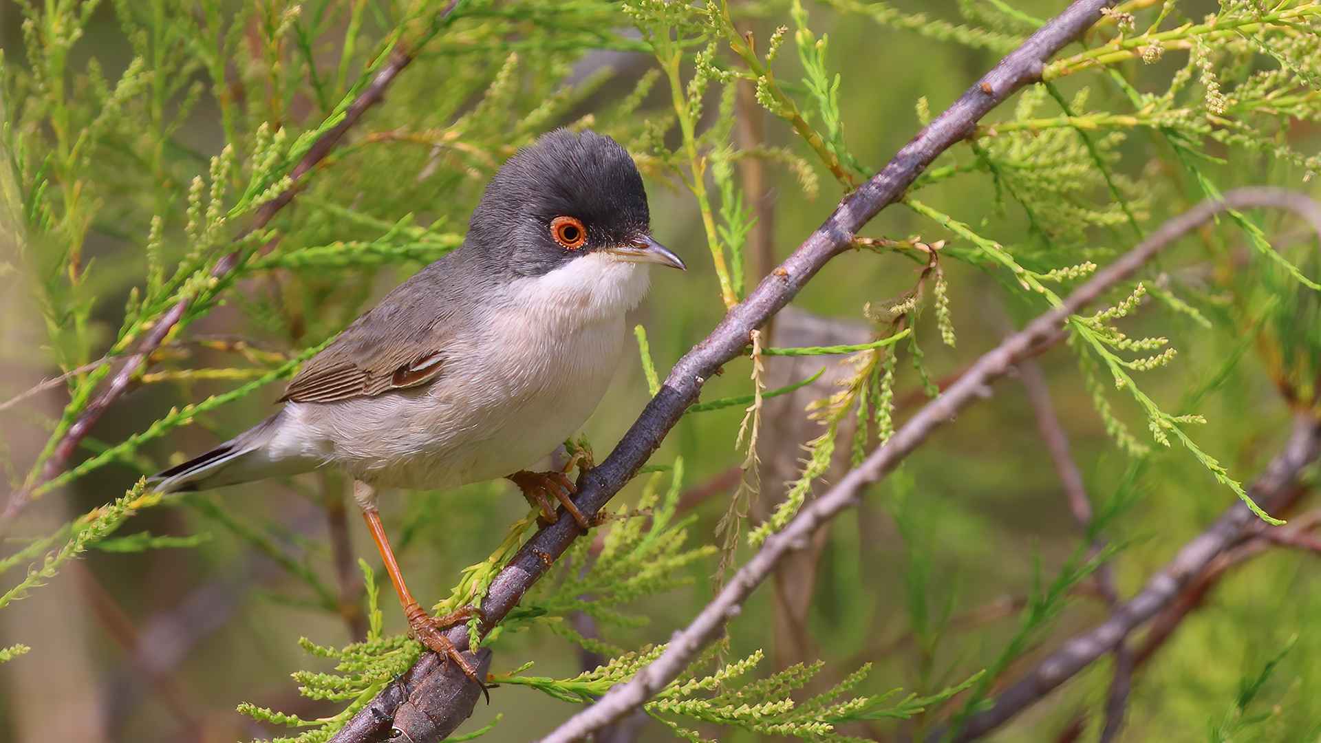 Menetries's Warbler