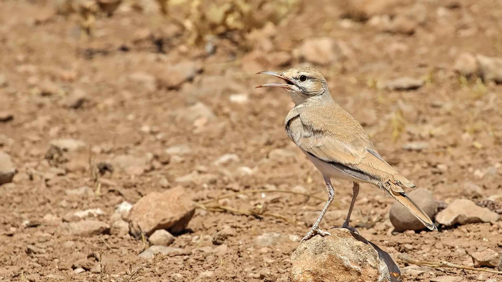 Greater Hoopoe-Lark