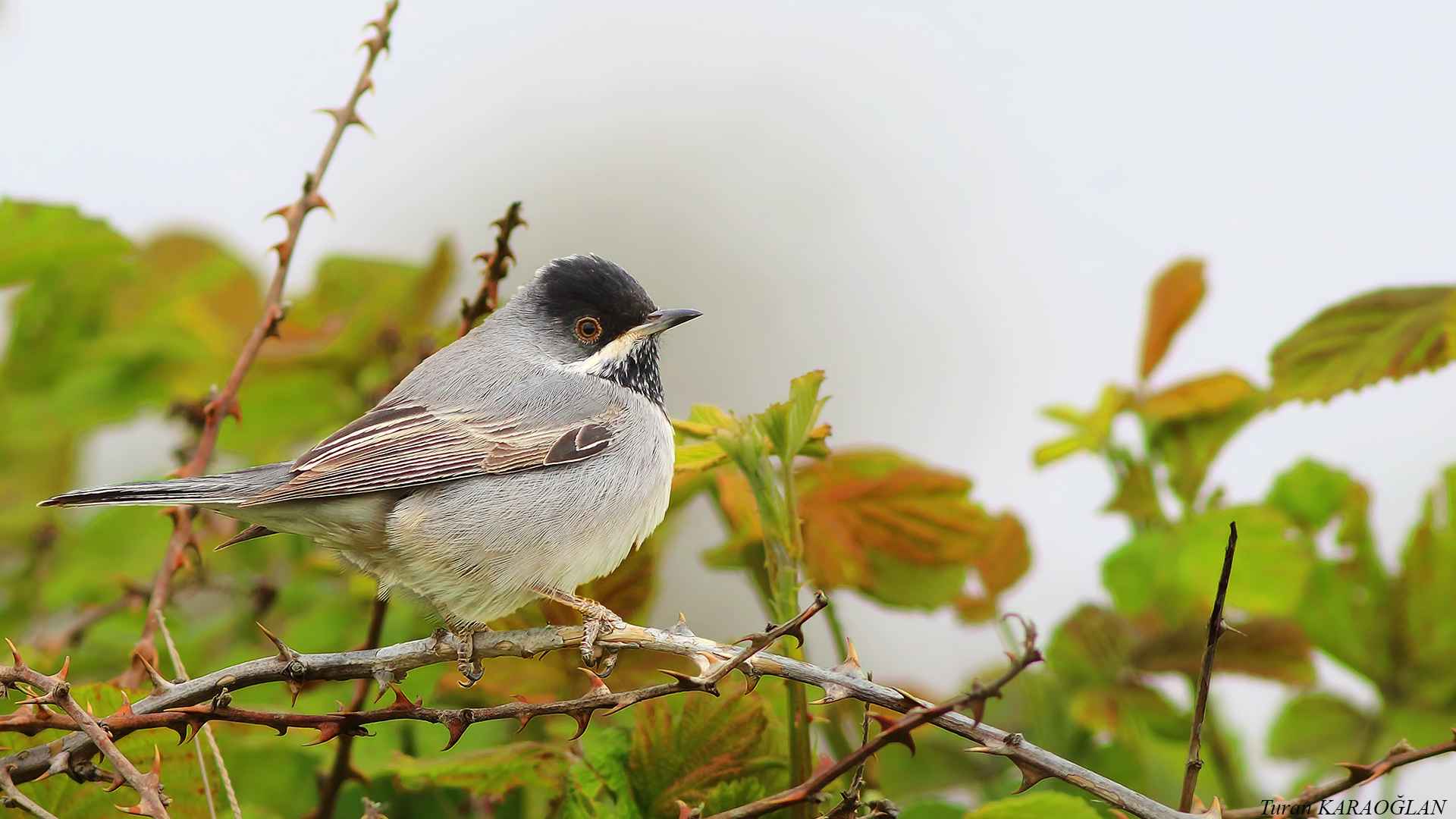 Rüppell's Warbler