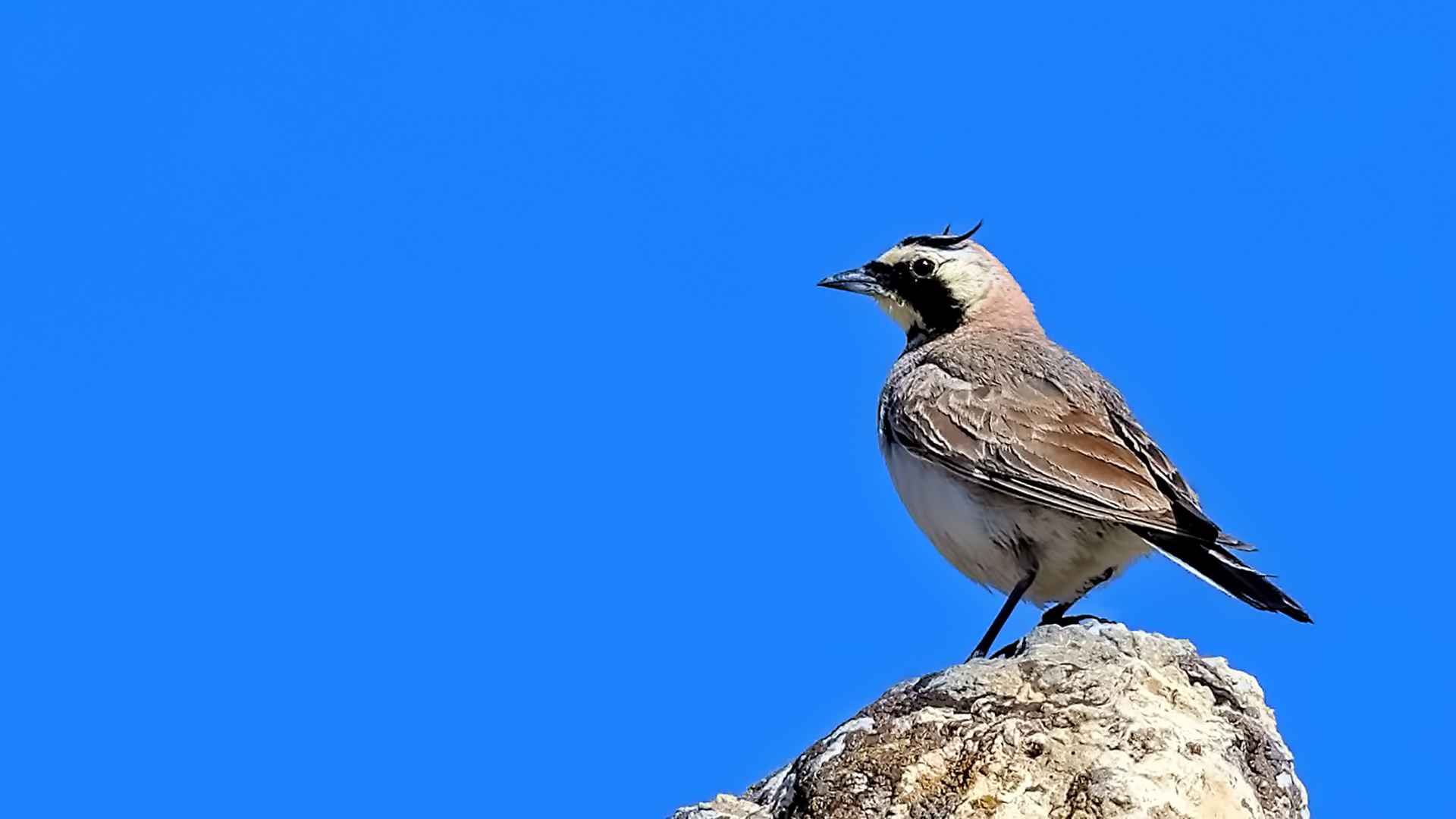 Horned Lark