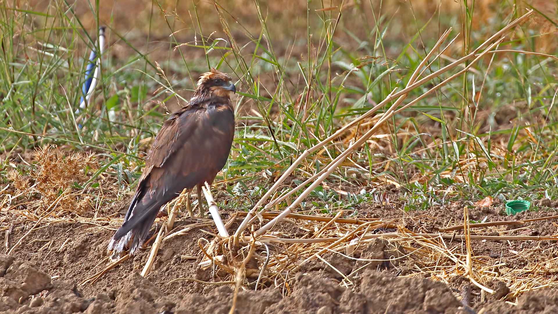 Eurasian Marsh-Harrier