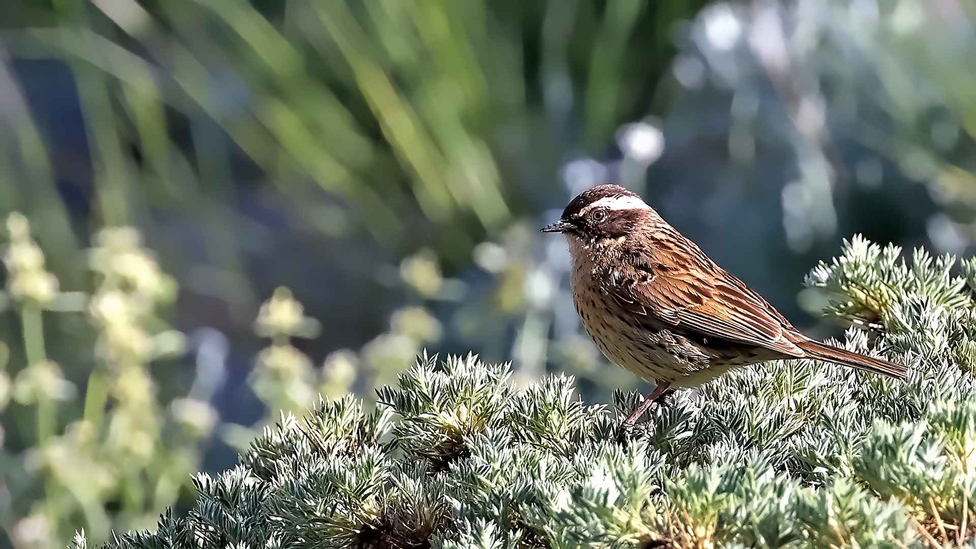 Radde's Accentor
