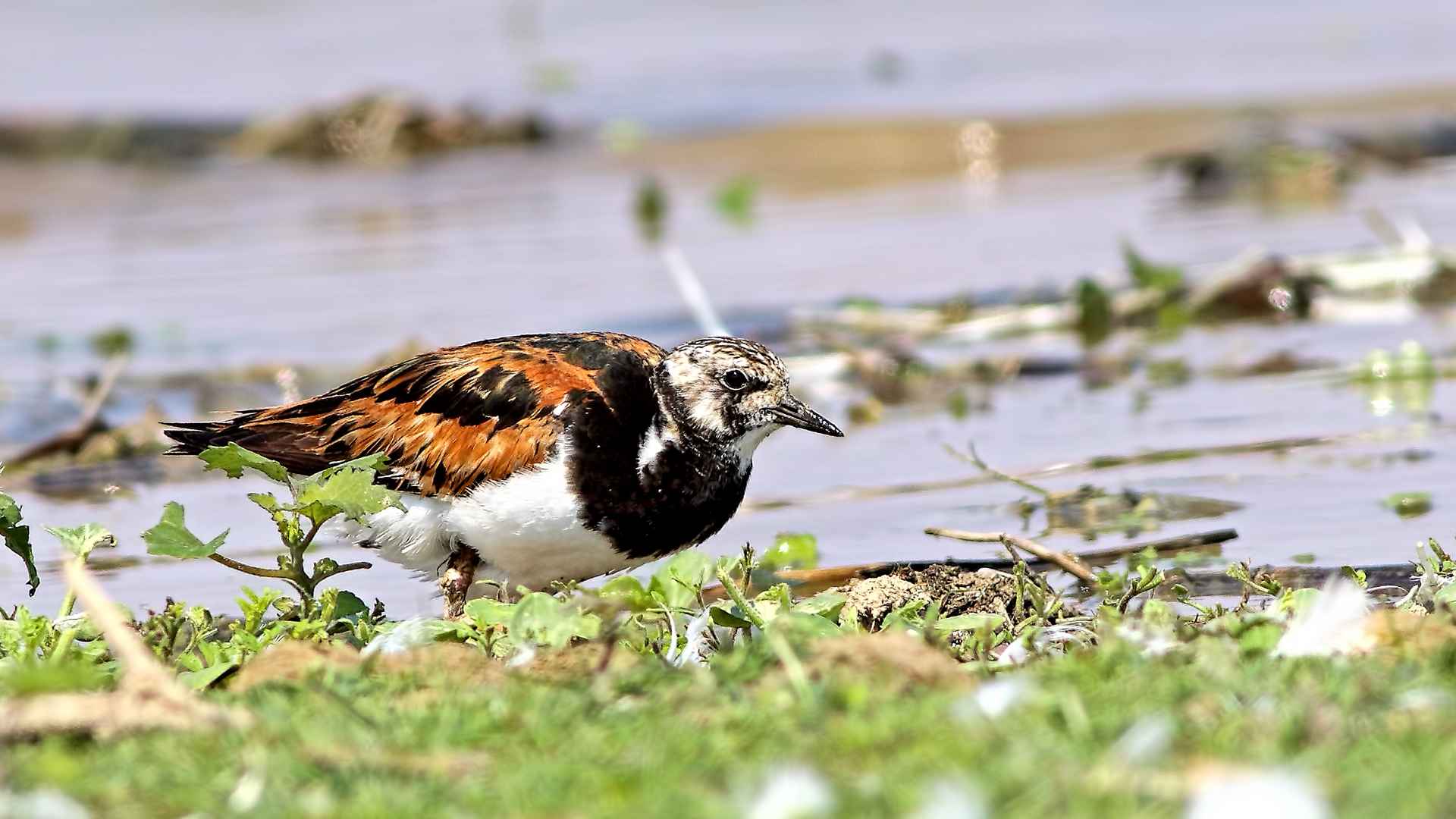 Ruddy Turnstone