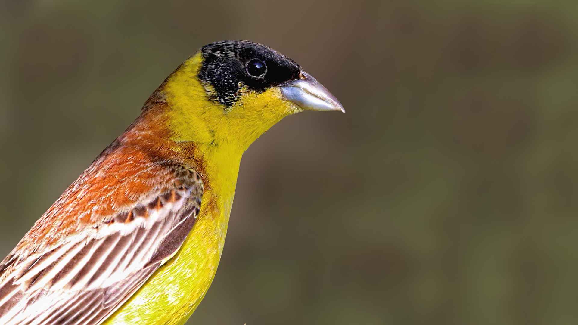 Black-headed Bunting