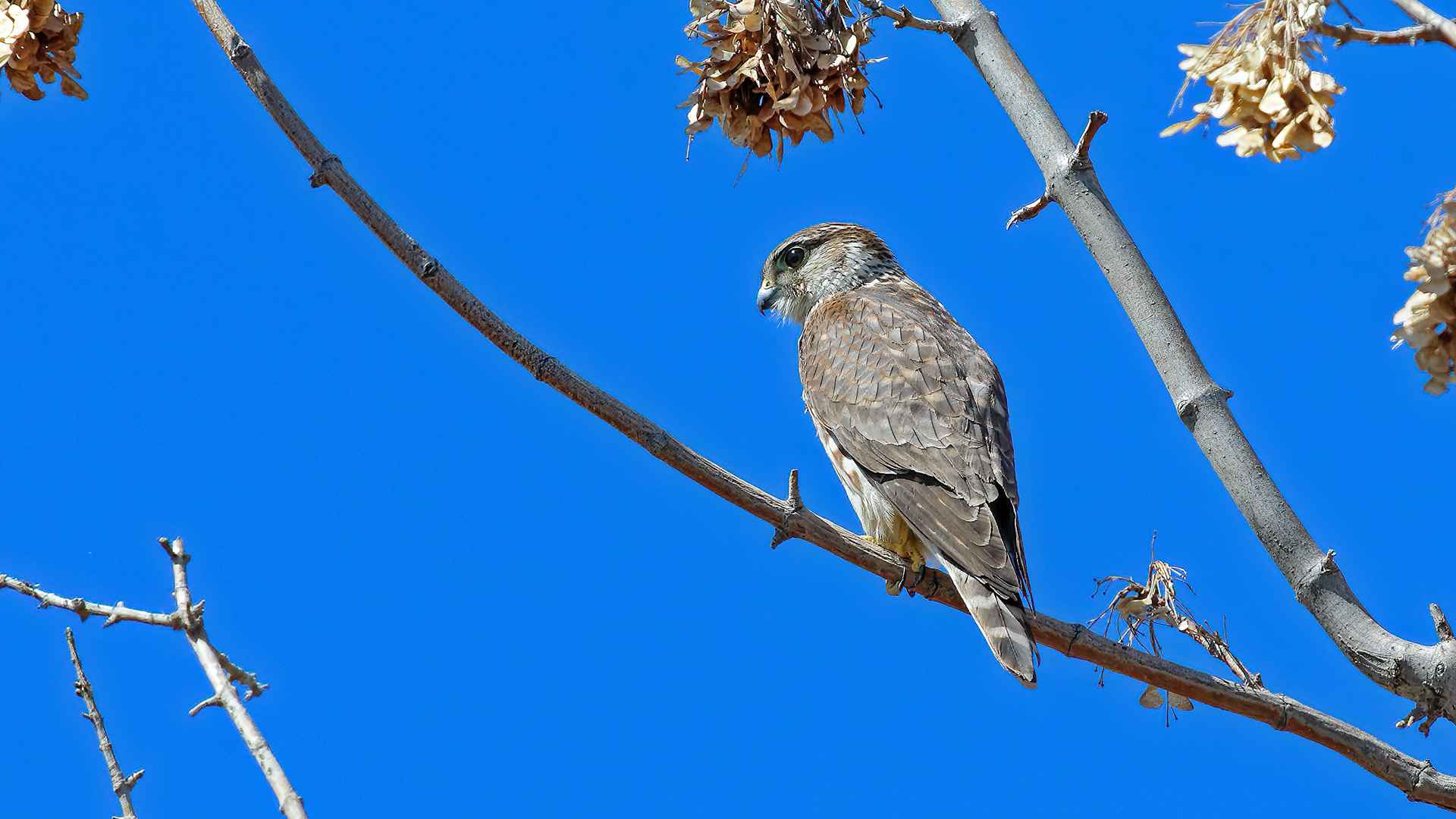Merlin