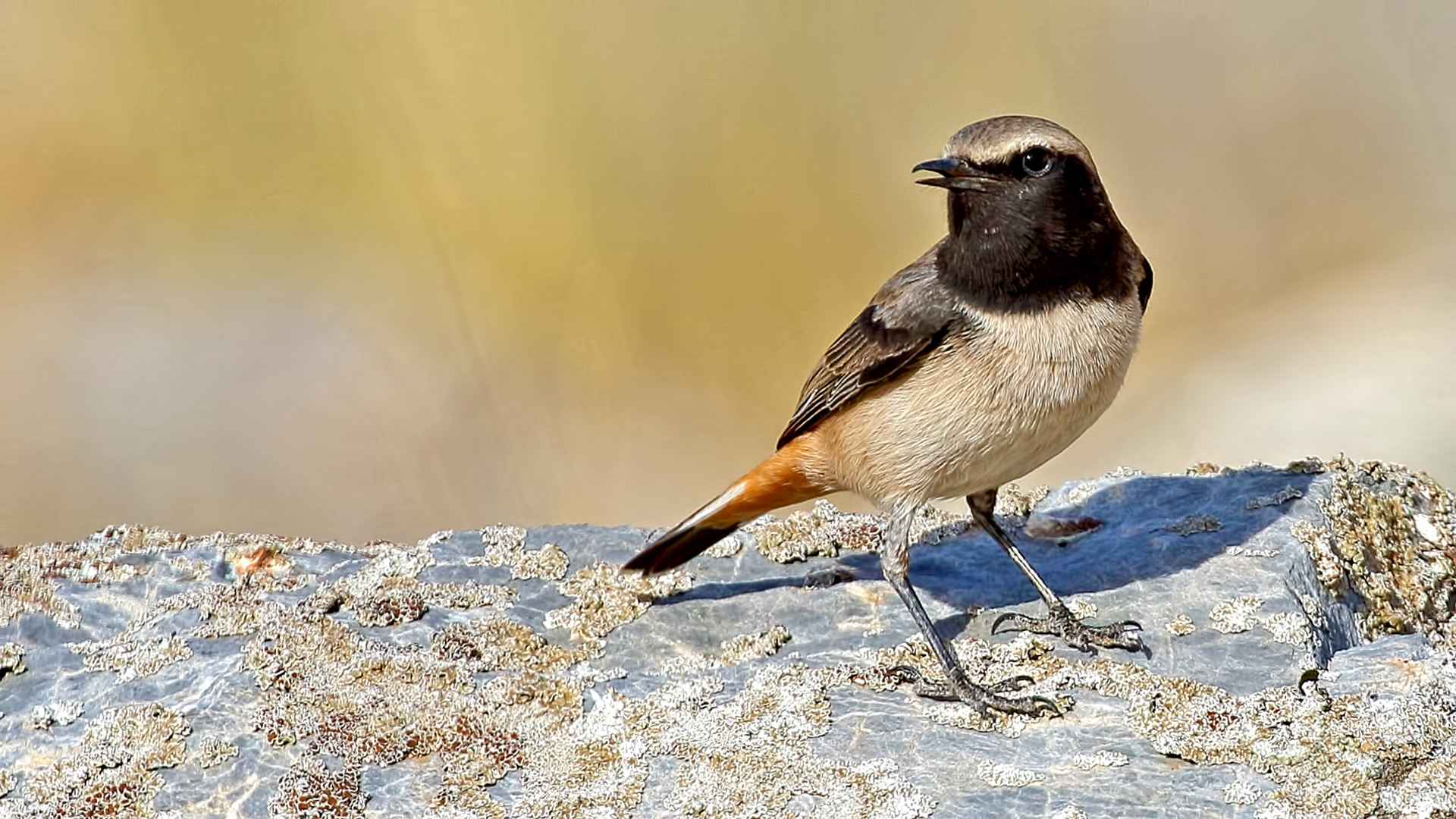 Kızılca kuyrukkakan