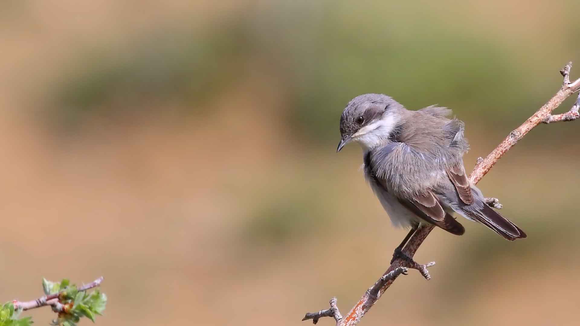 Lesser Whitethroat