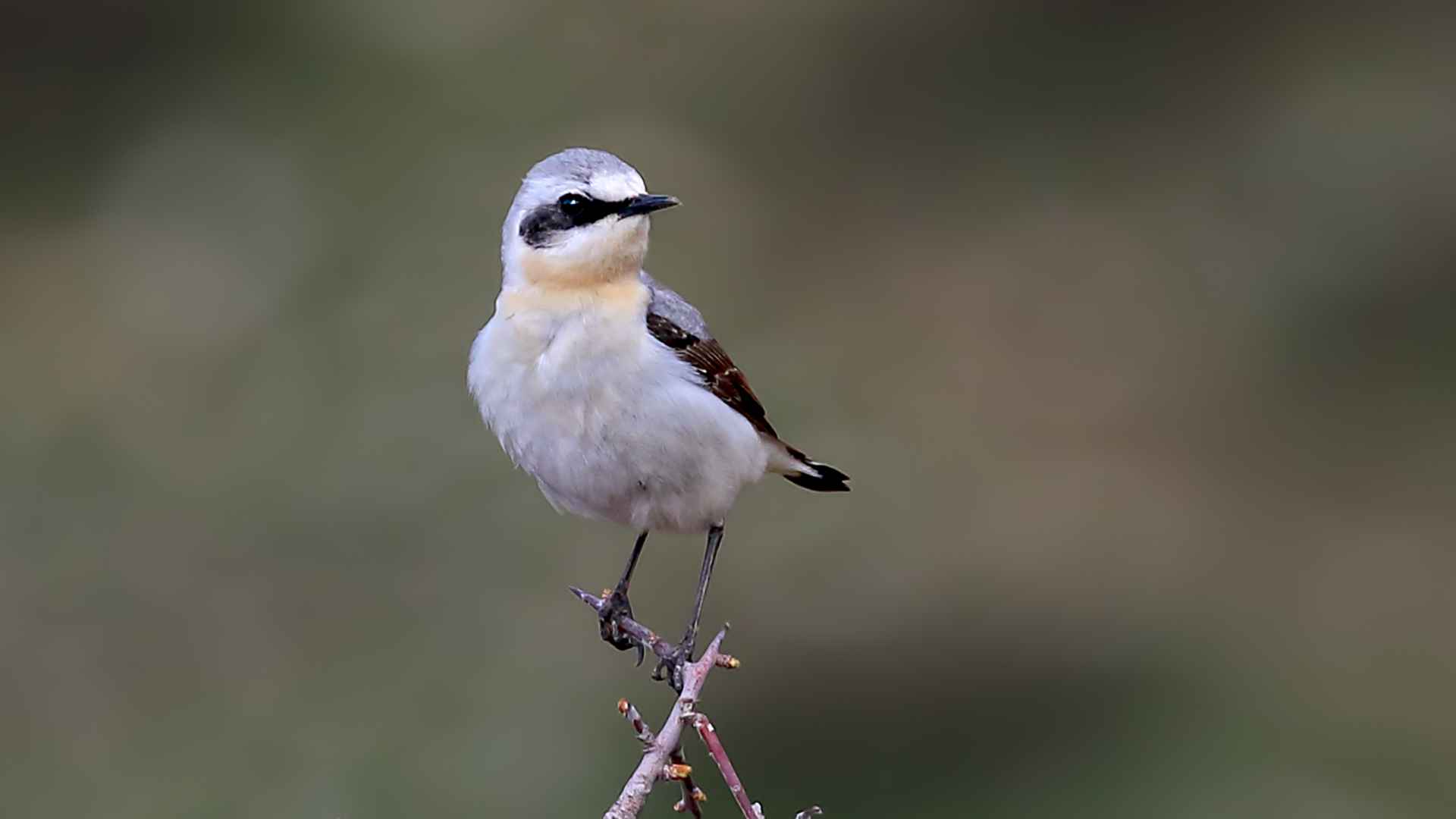 Northern Wheatear