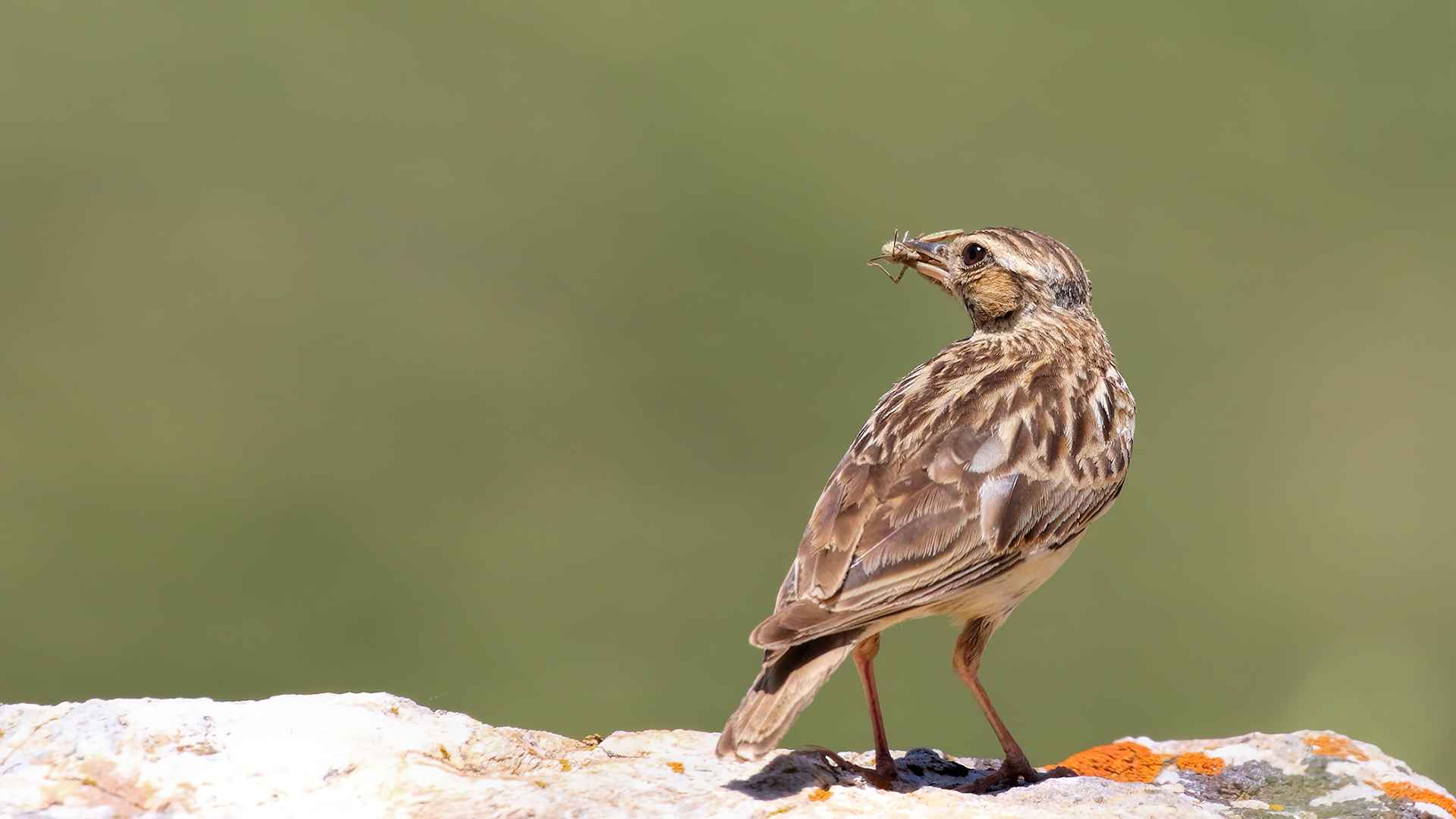 Wood Lark