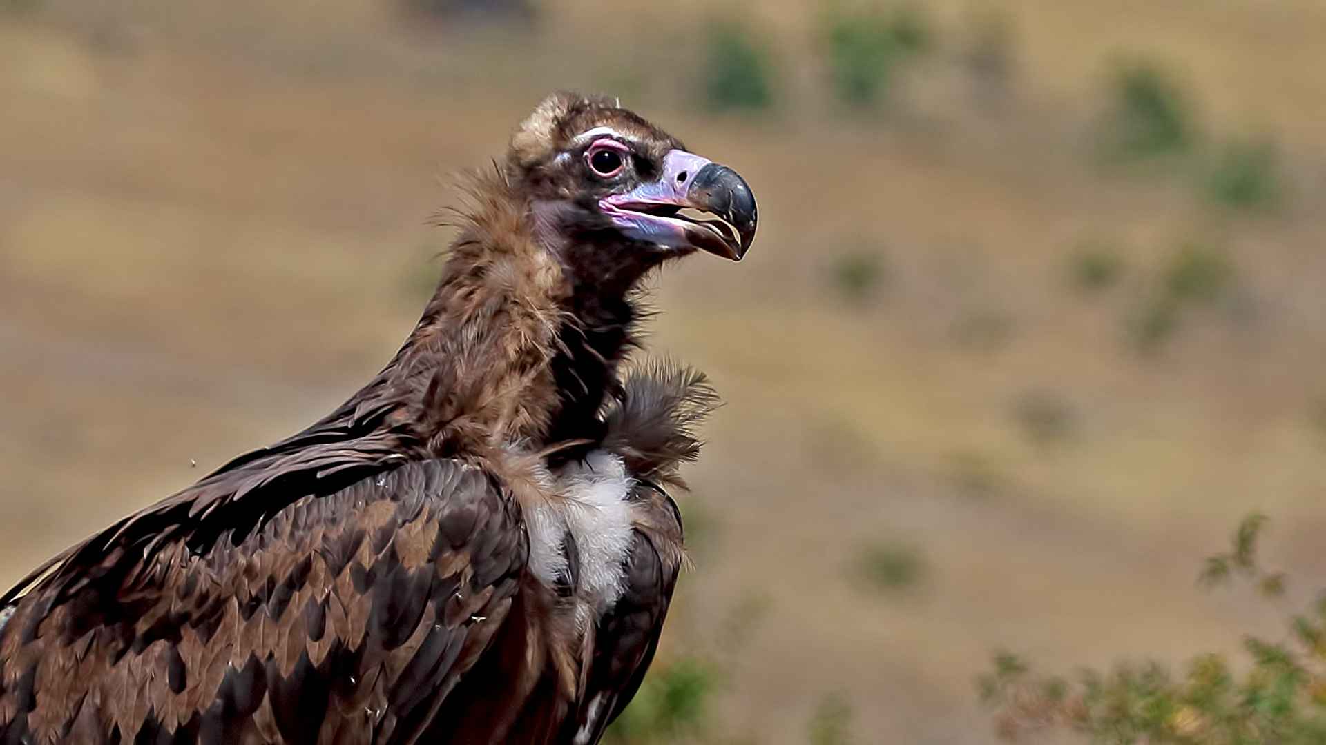 Kara akbaba