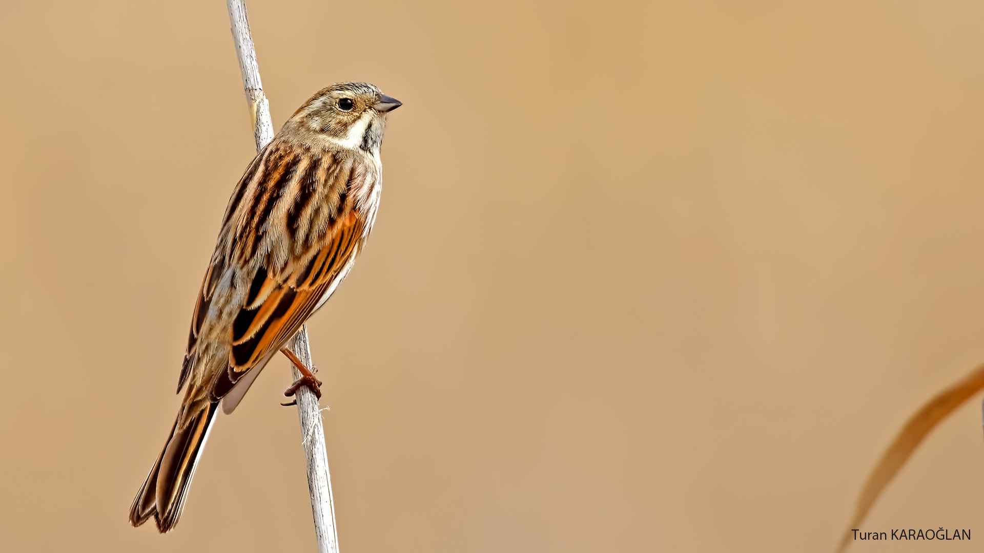 Reed Bunting