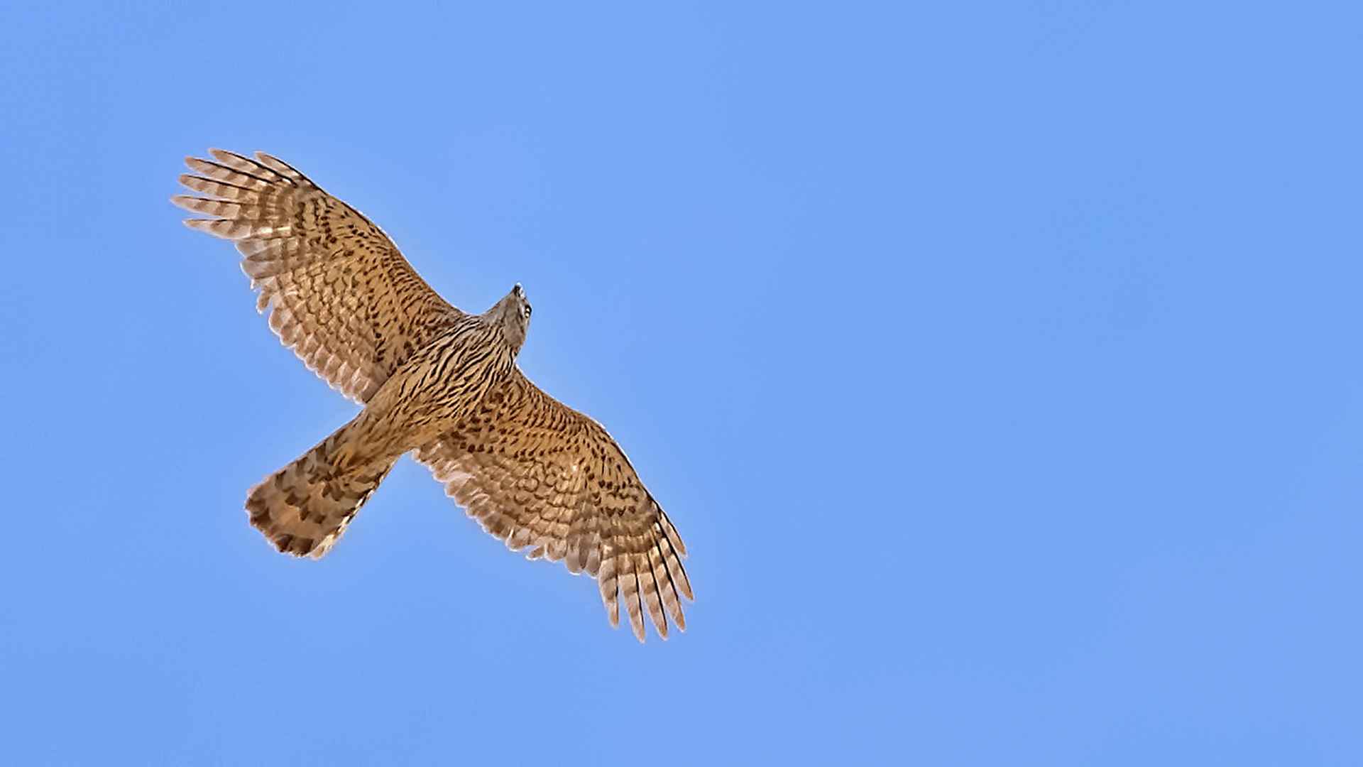 Northern Goshawk