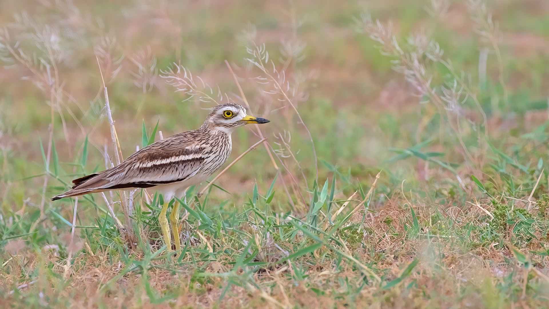 Eurasian Thick-knee