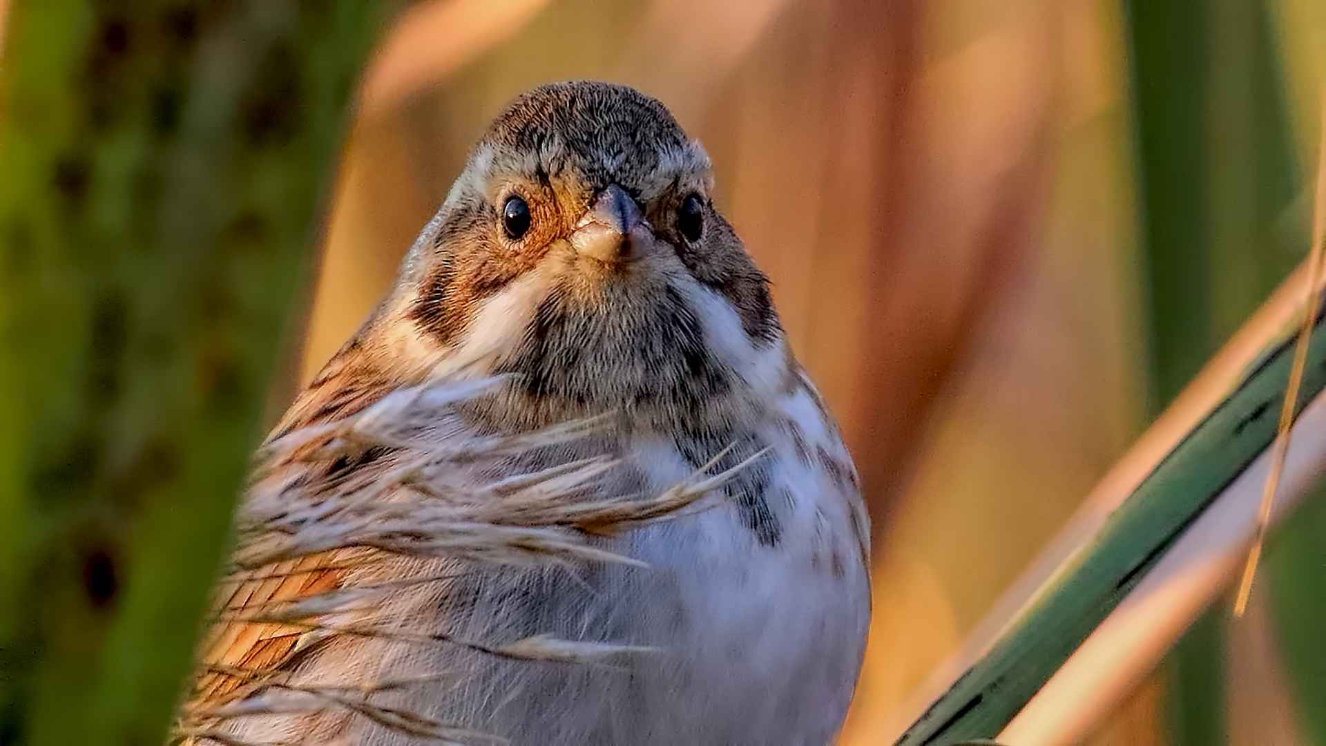 Reed Bunting