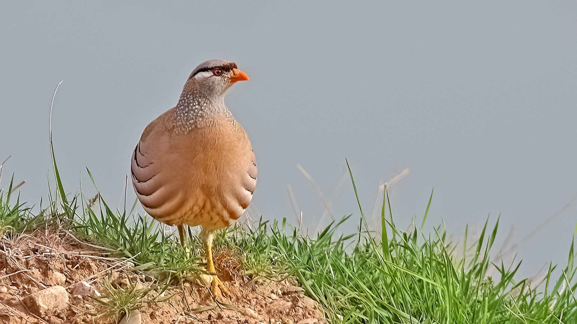 See-see Partridge