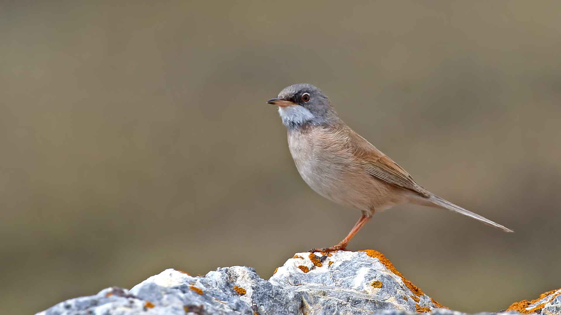 Spectacled Warbler