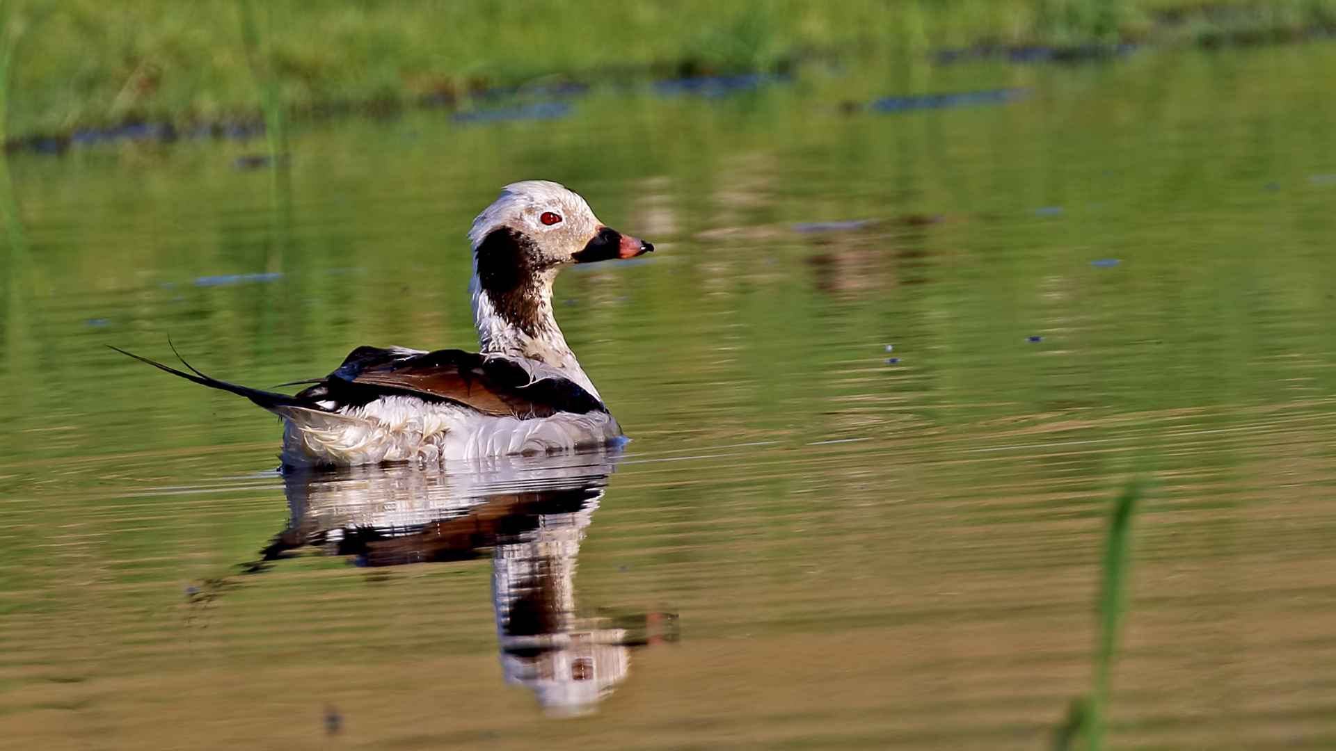 Long-tailed Duck