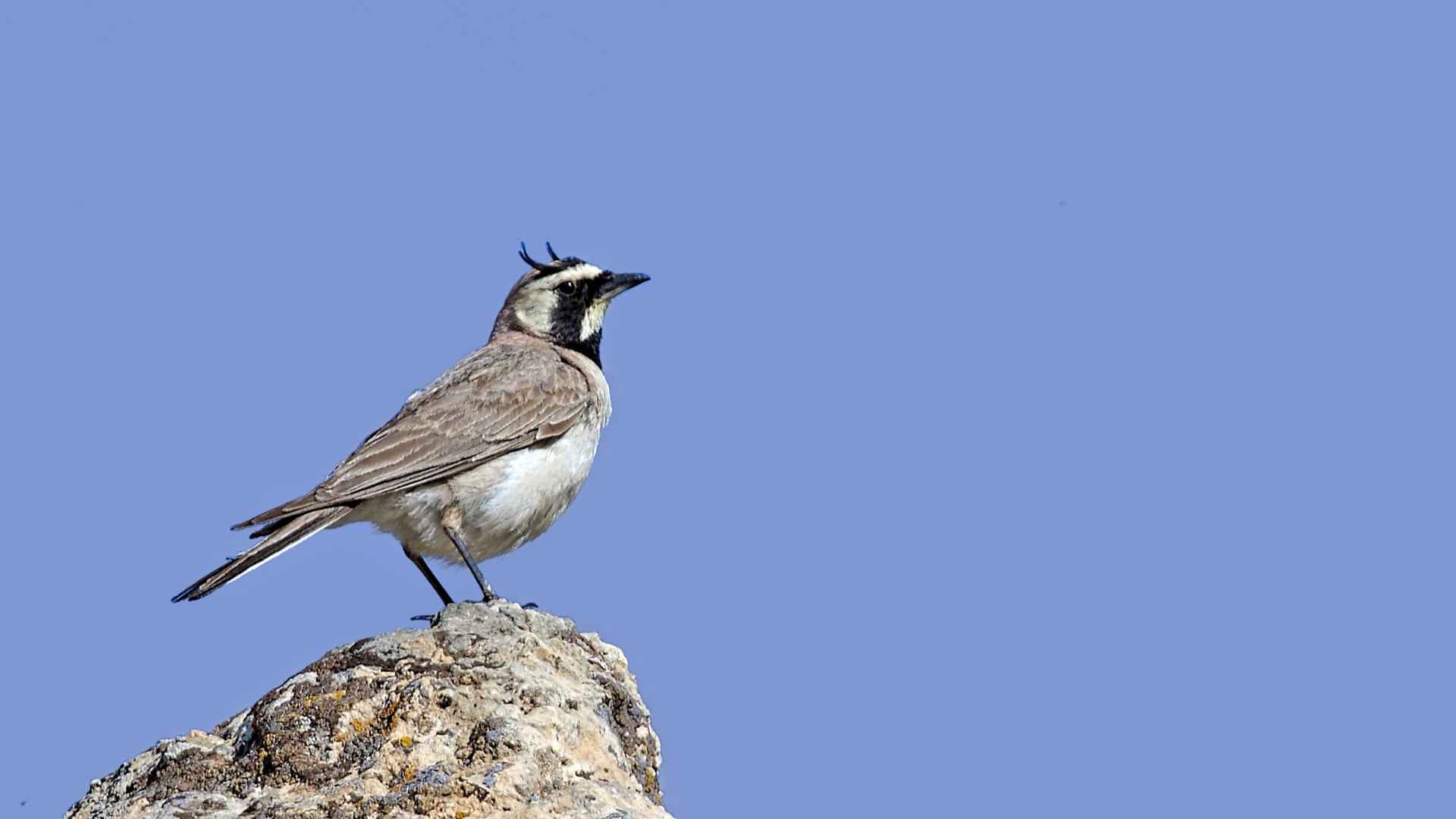Horned Lark