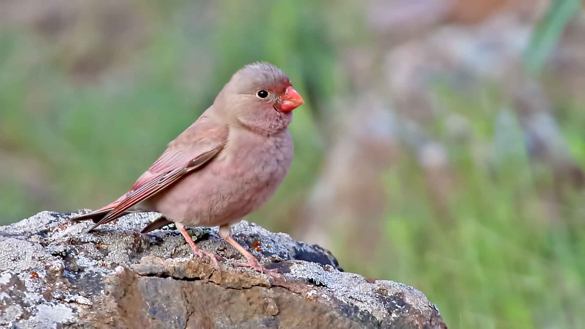 Trumpeter Finch