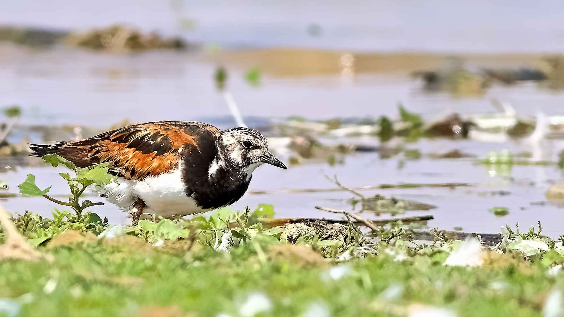 Ruddy Turnstone