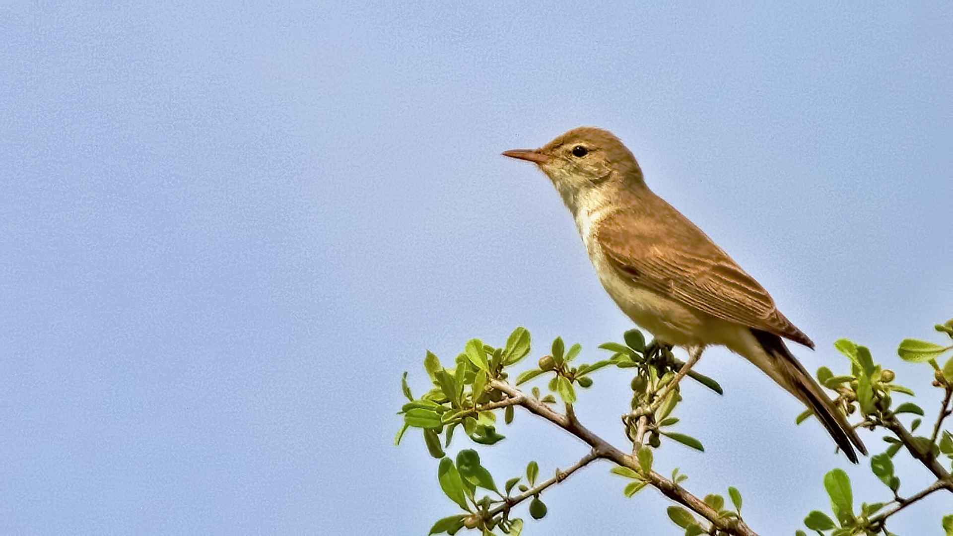 Upcher's Warbler