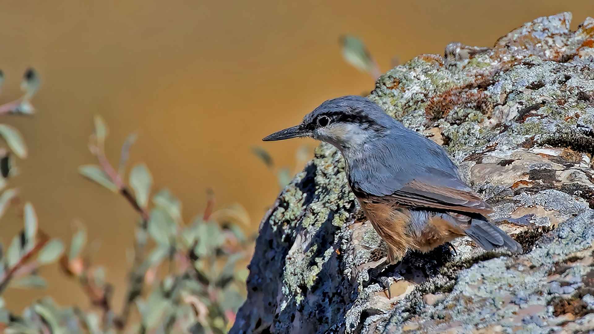 Eastern Rock Nuthatch