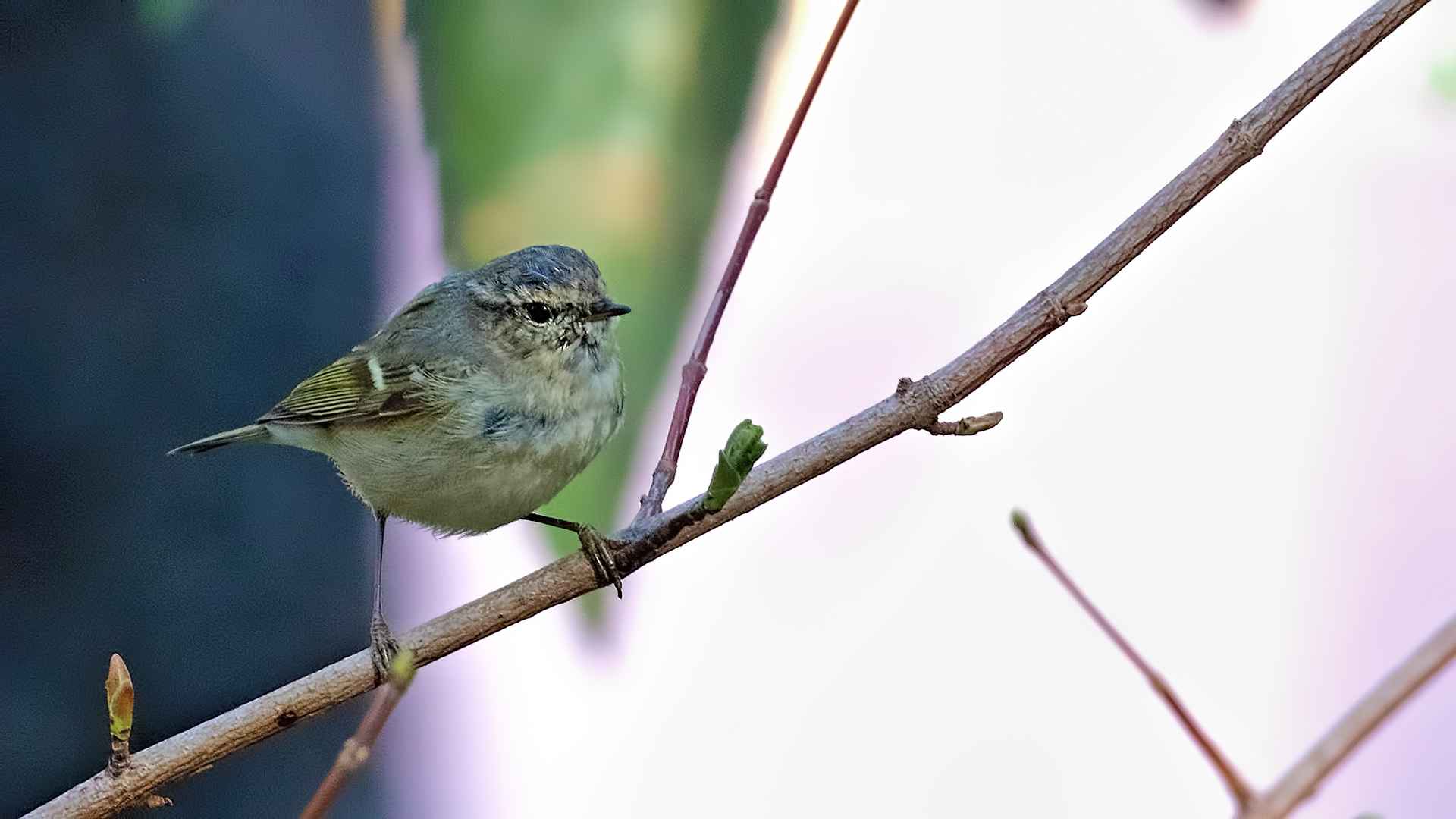 Hume's Warbler